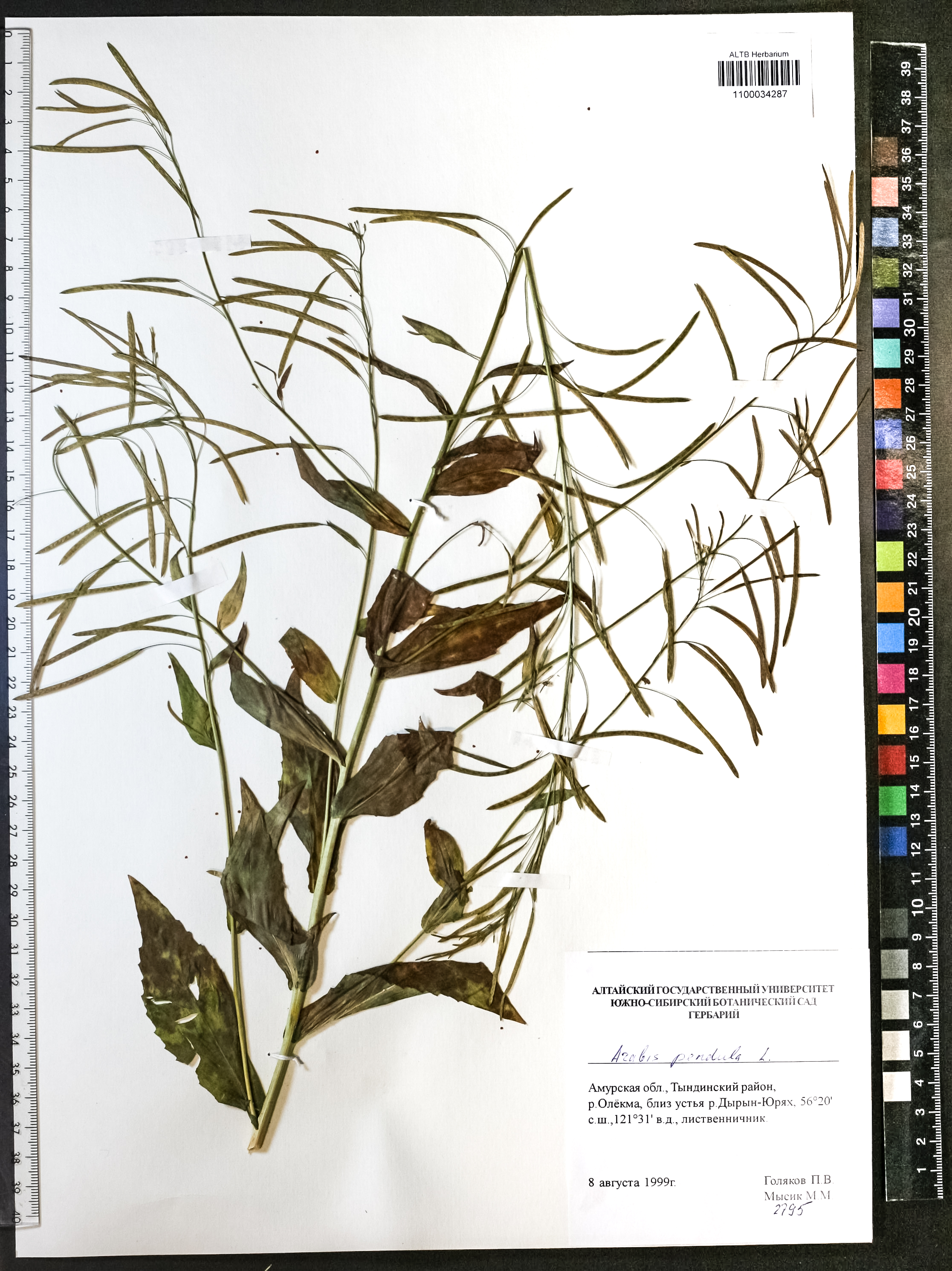 Arabis pendula L.