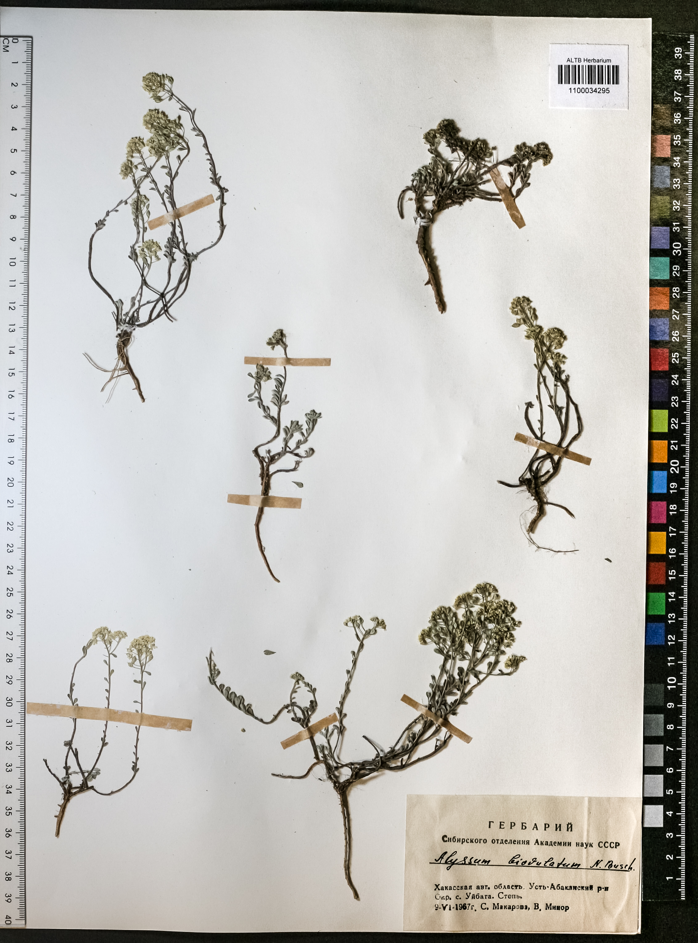 Alyssum obovatum (C.A.Mey.) Turcz.