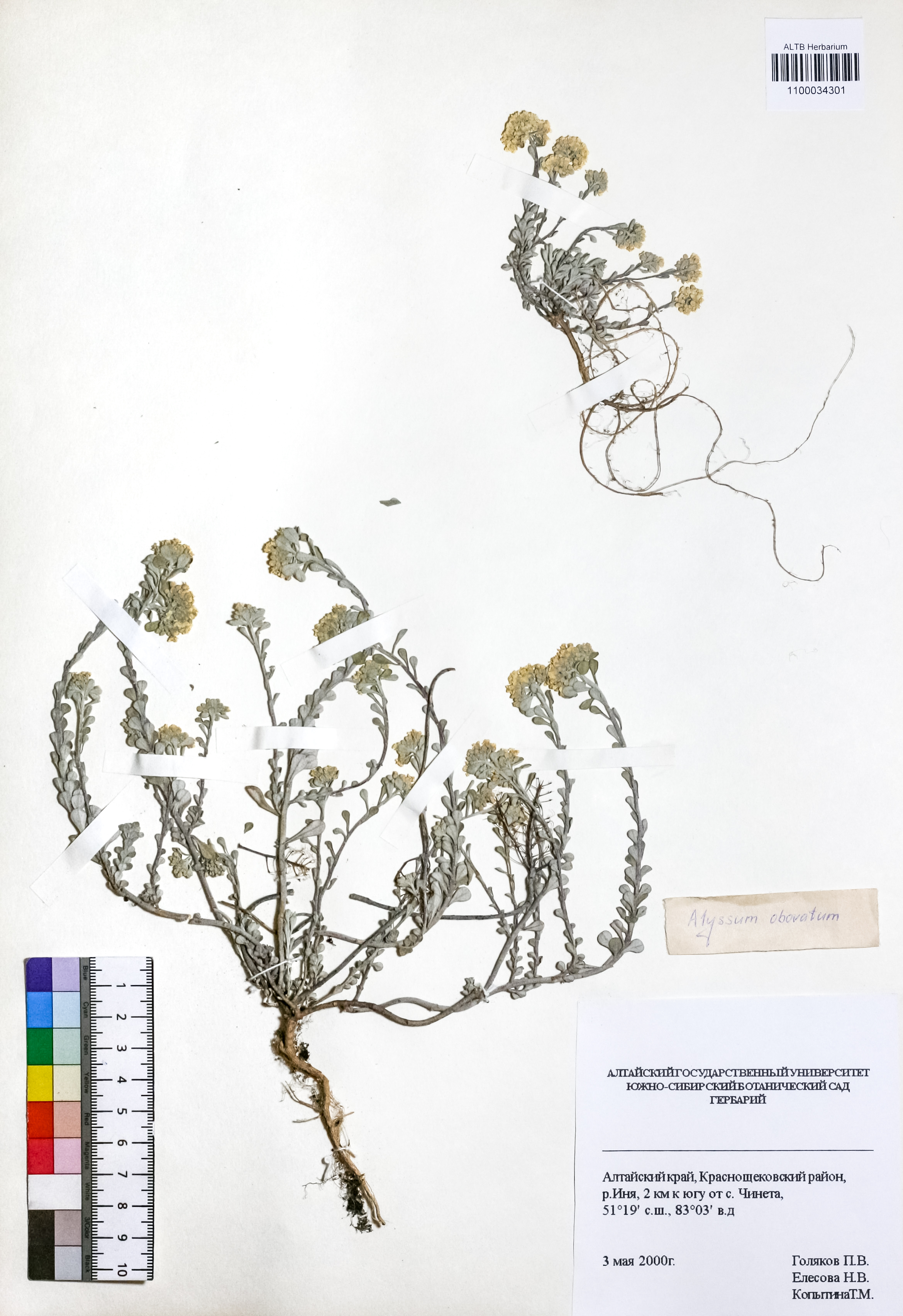Alyssum obovatum (C.A.Mey.) Turcz.