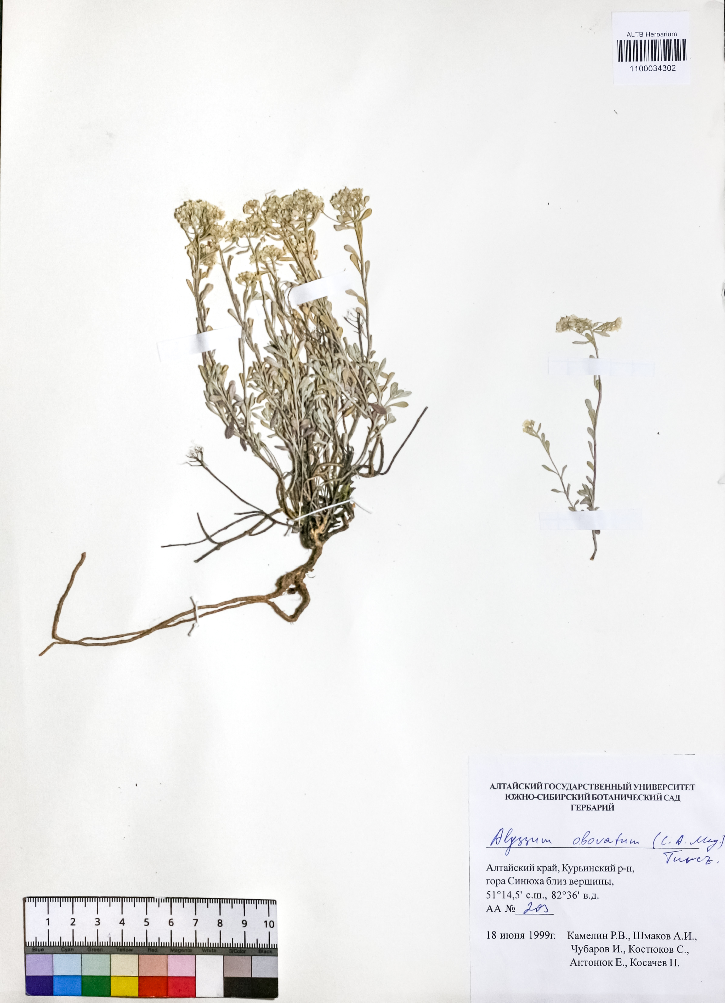 Alyssum obovatum (C.A.Mey.) Turcz.