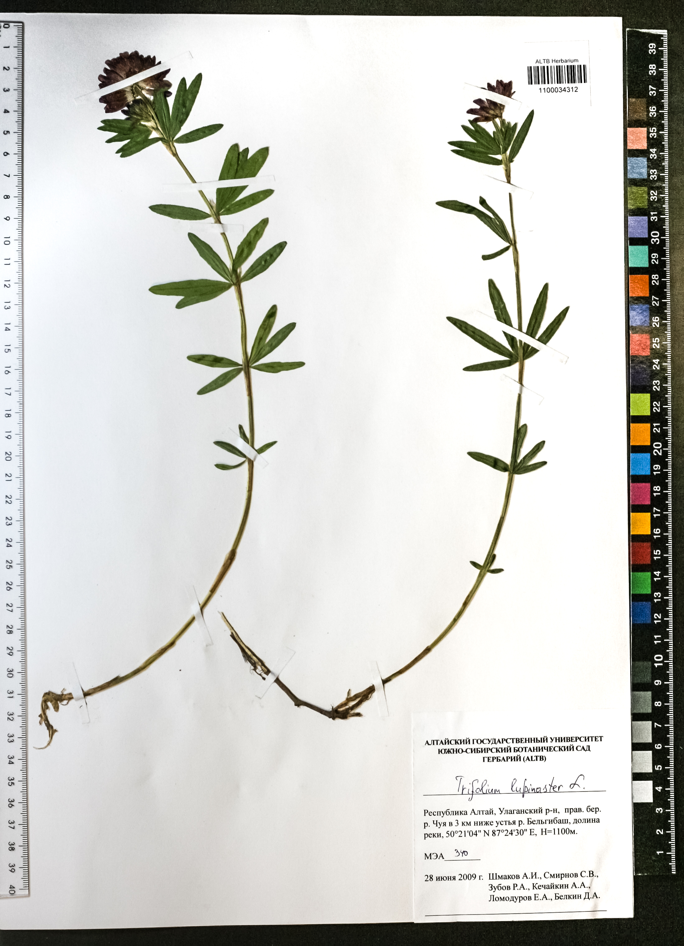 Trifolium lupinaster L.
