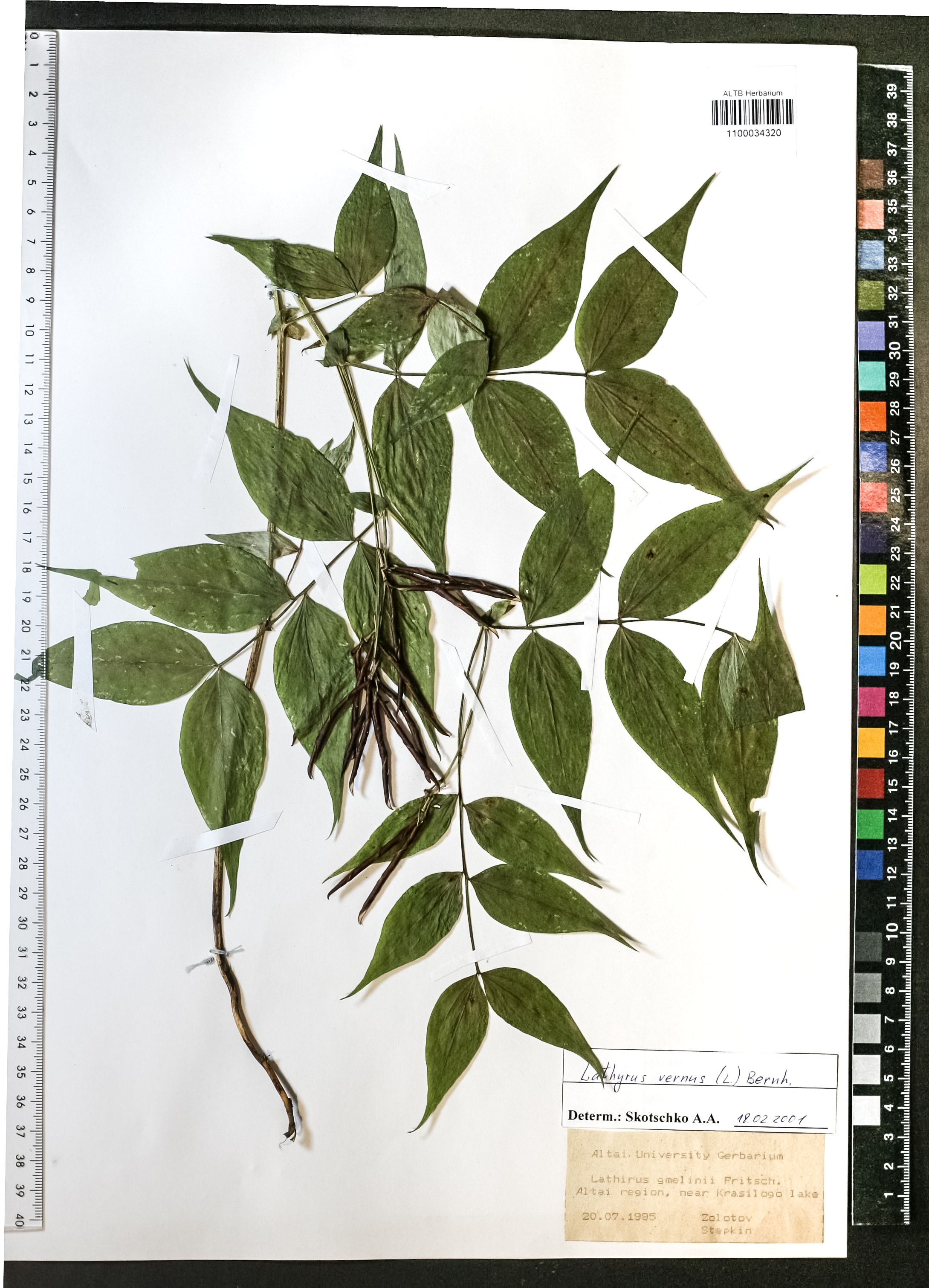 Lathyrus vernus (L.) Bernh.
