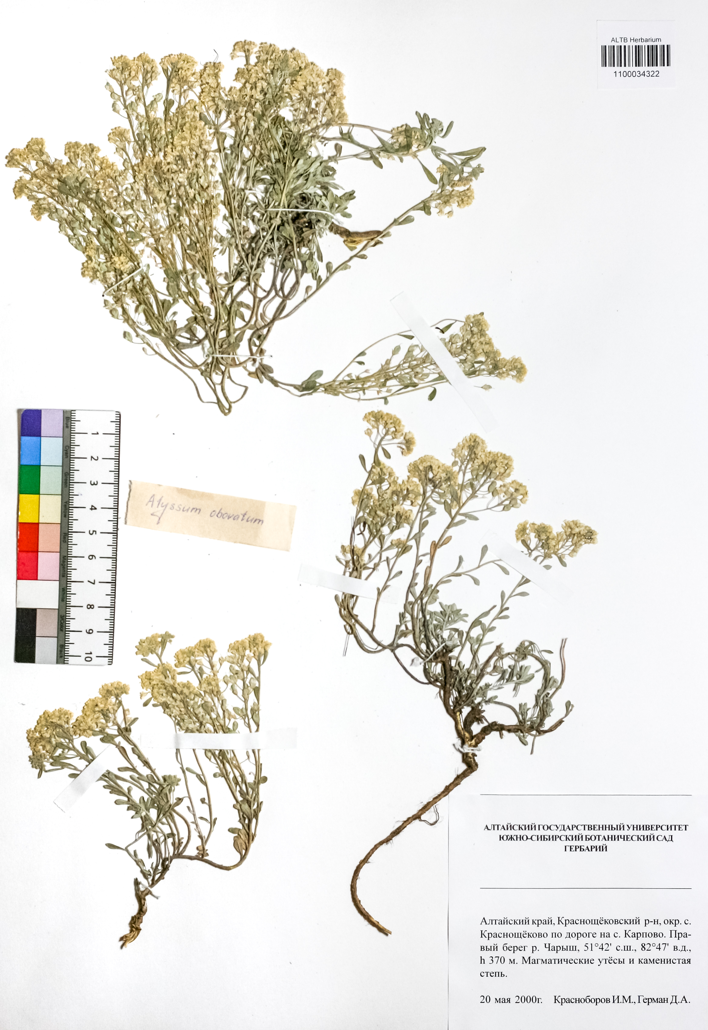 Alyssum obovatum (C.A.Mey.) Turcz.
