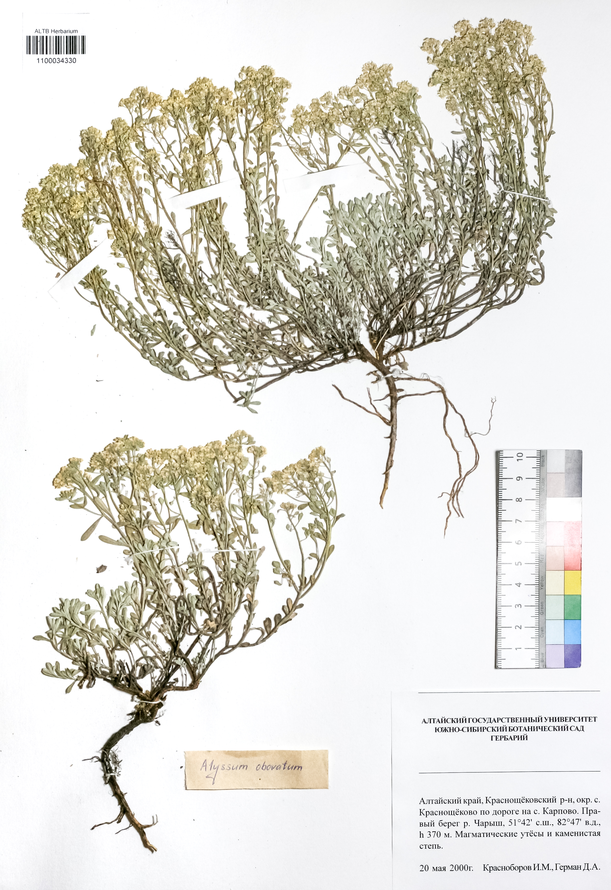 Alyssum obovatum (C.A.Mey.) Turcz.