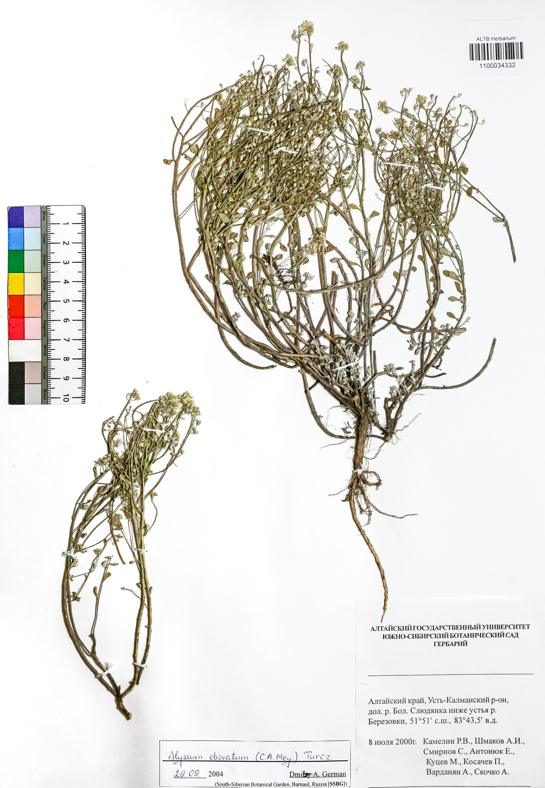 Alyssum obovatum (C.A.Mey.) Turcz.