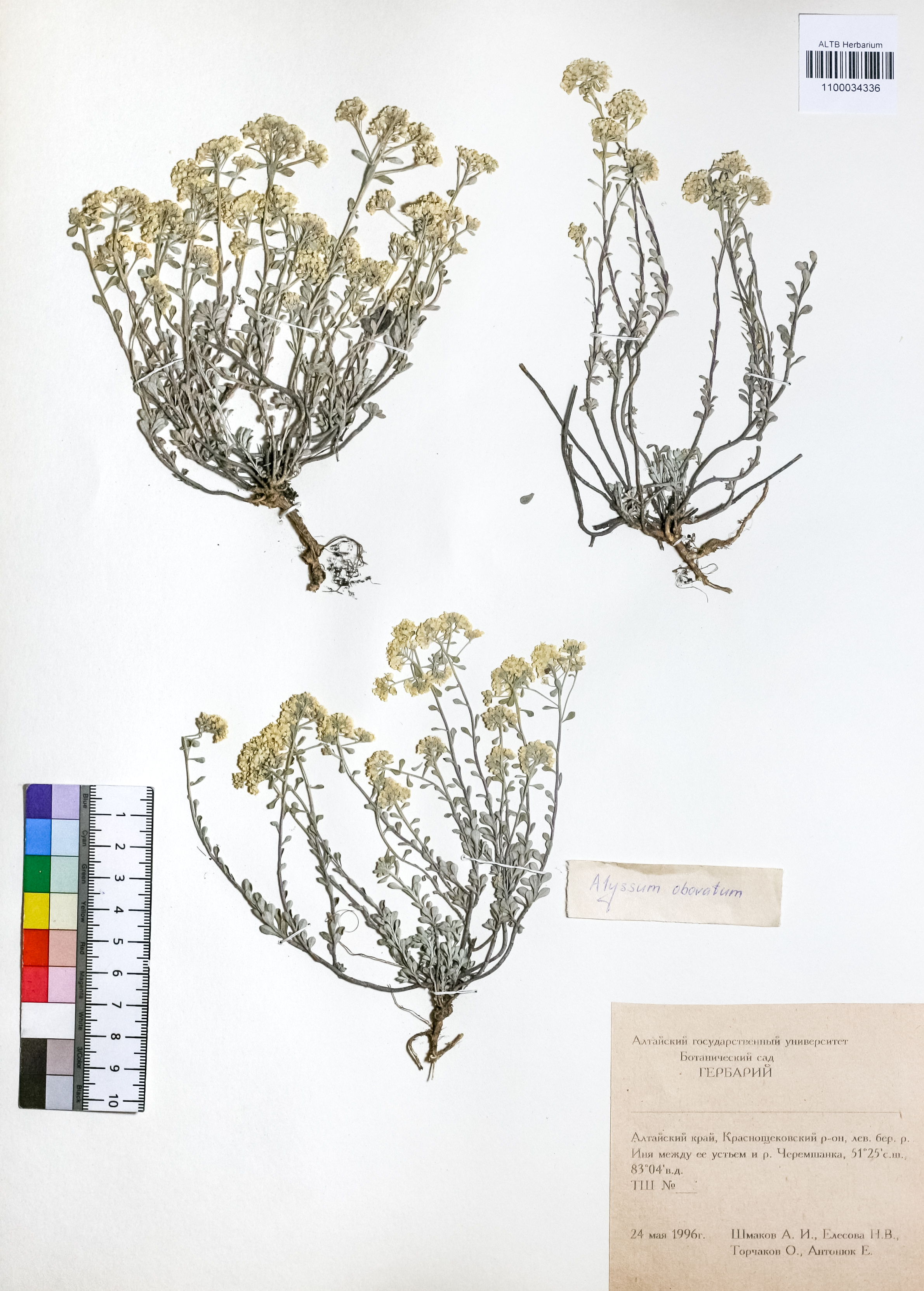 Alyssum obovatum (C.A.Mey.) Turcz.