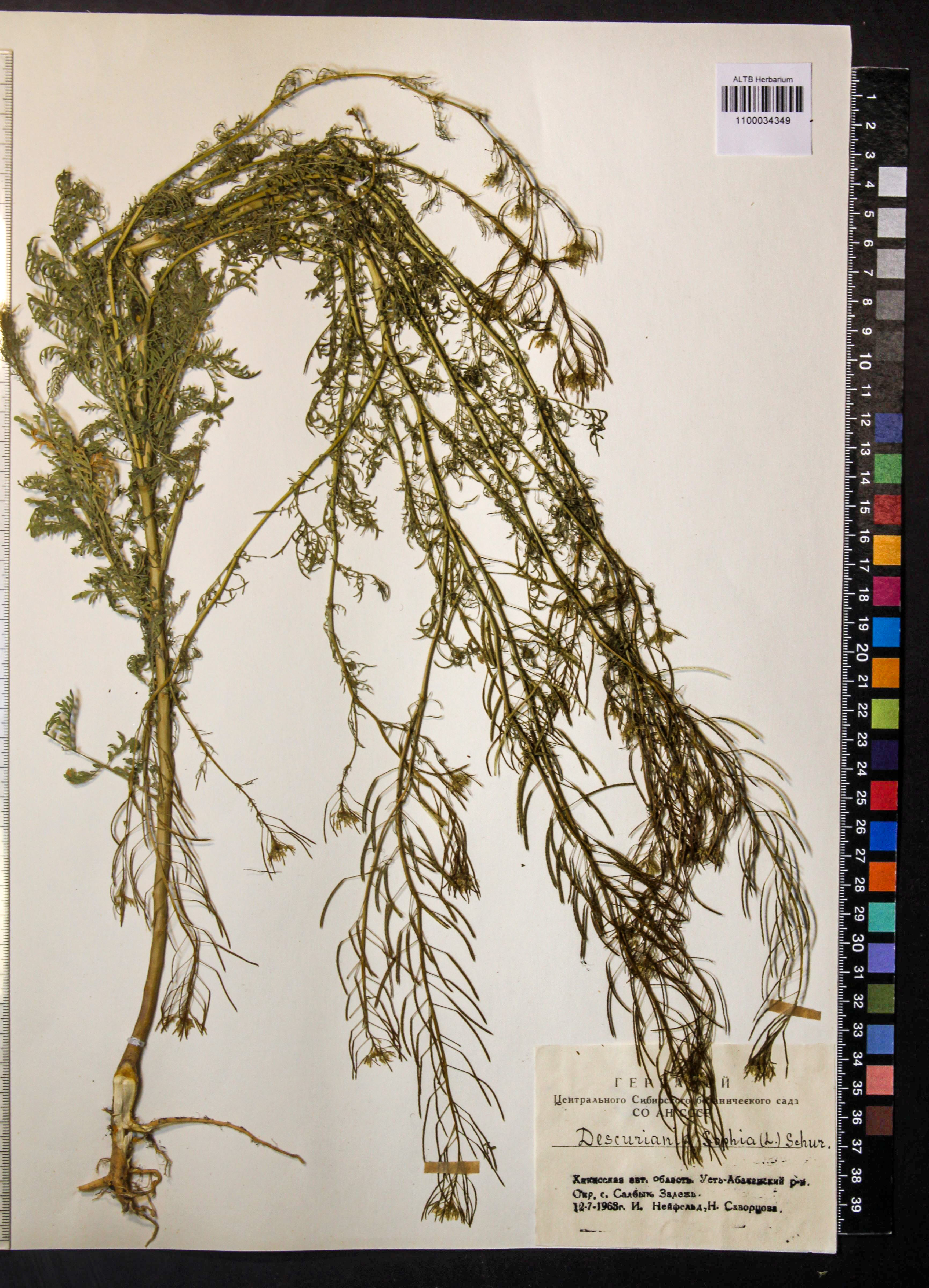 Descurainia sophia (L.) Webb ex Prantl