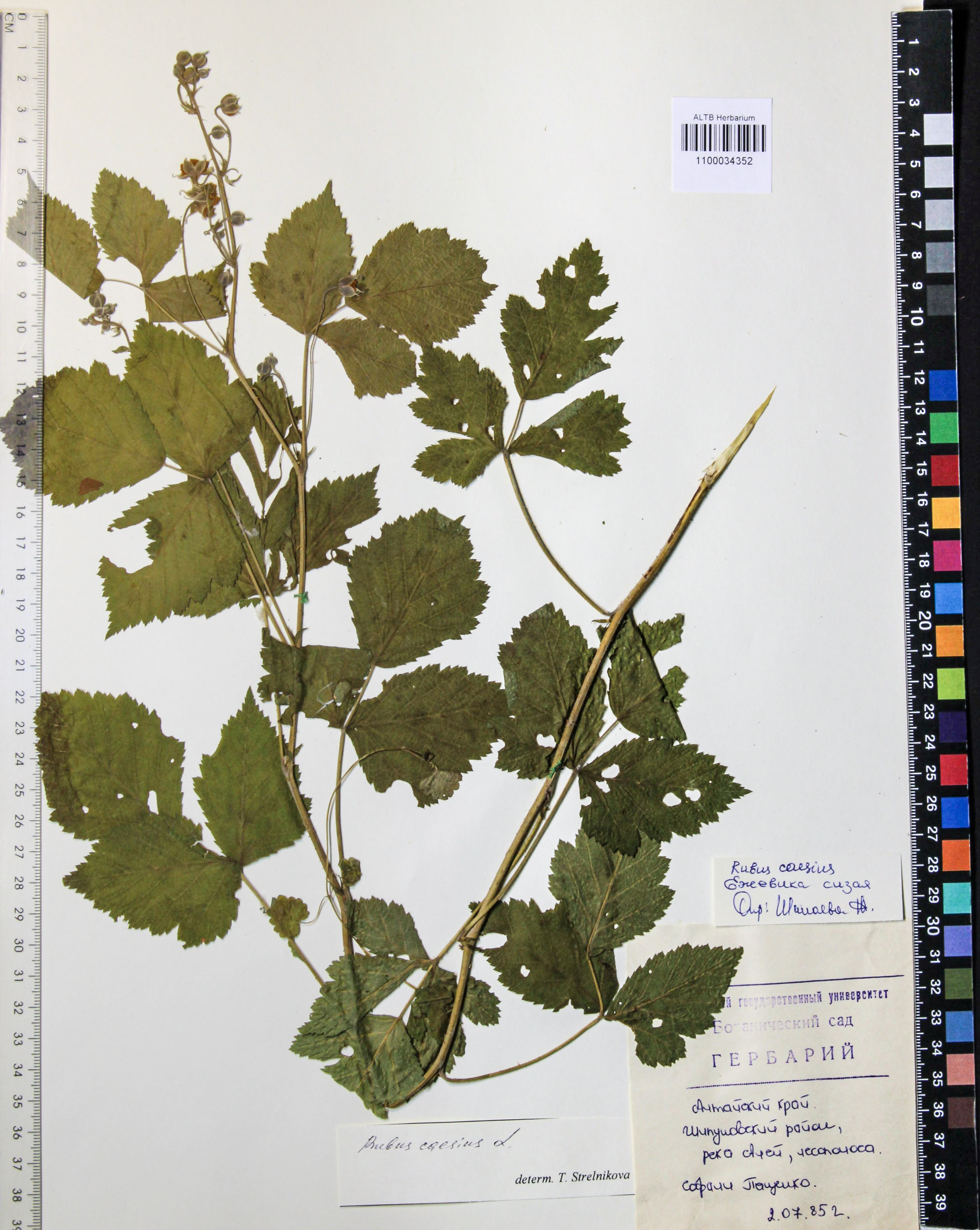 Rubus caesius L.