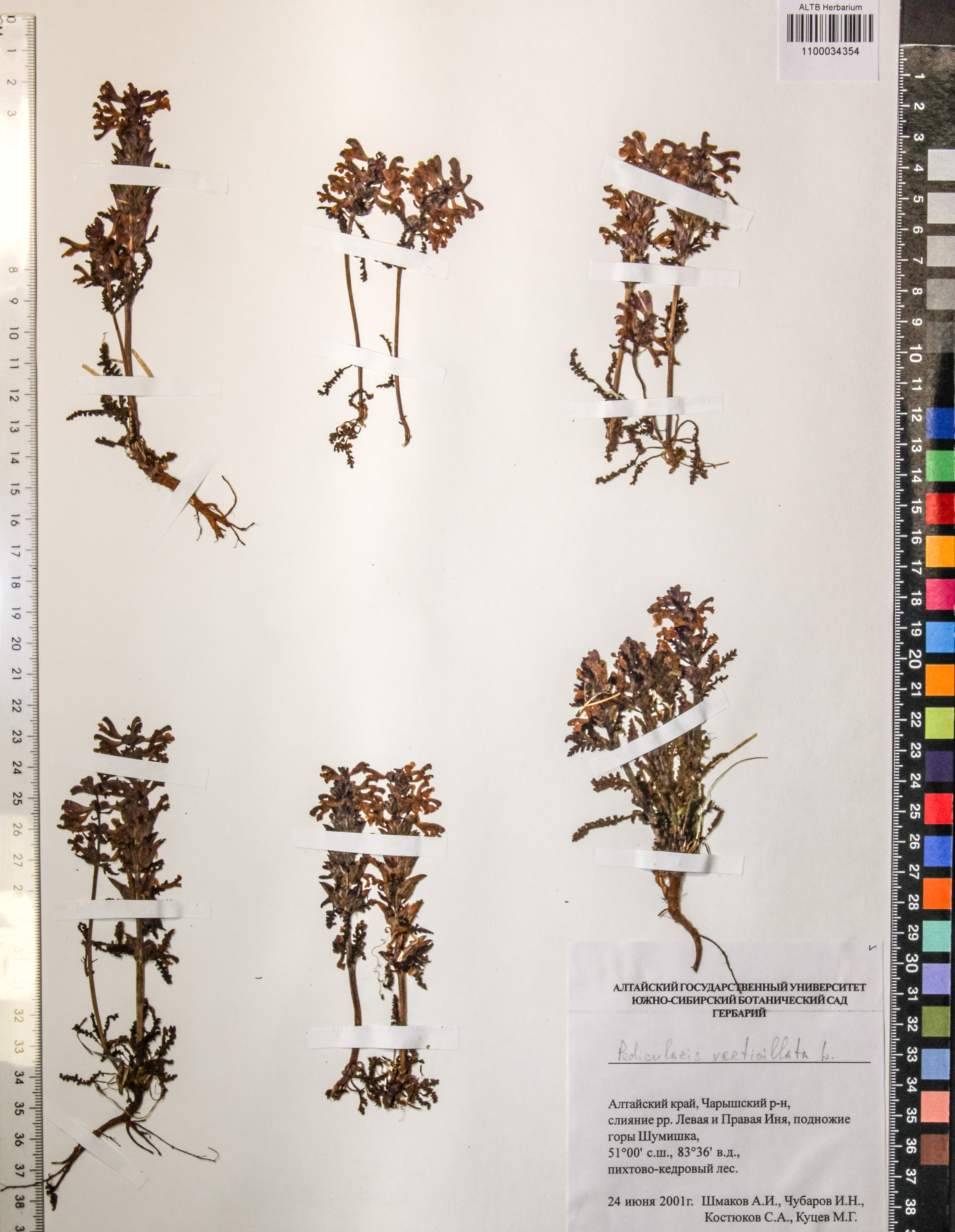 Pedicularis verticillata L.