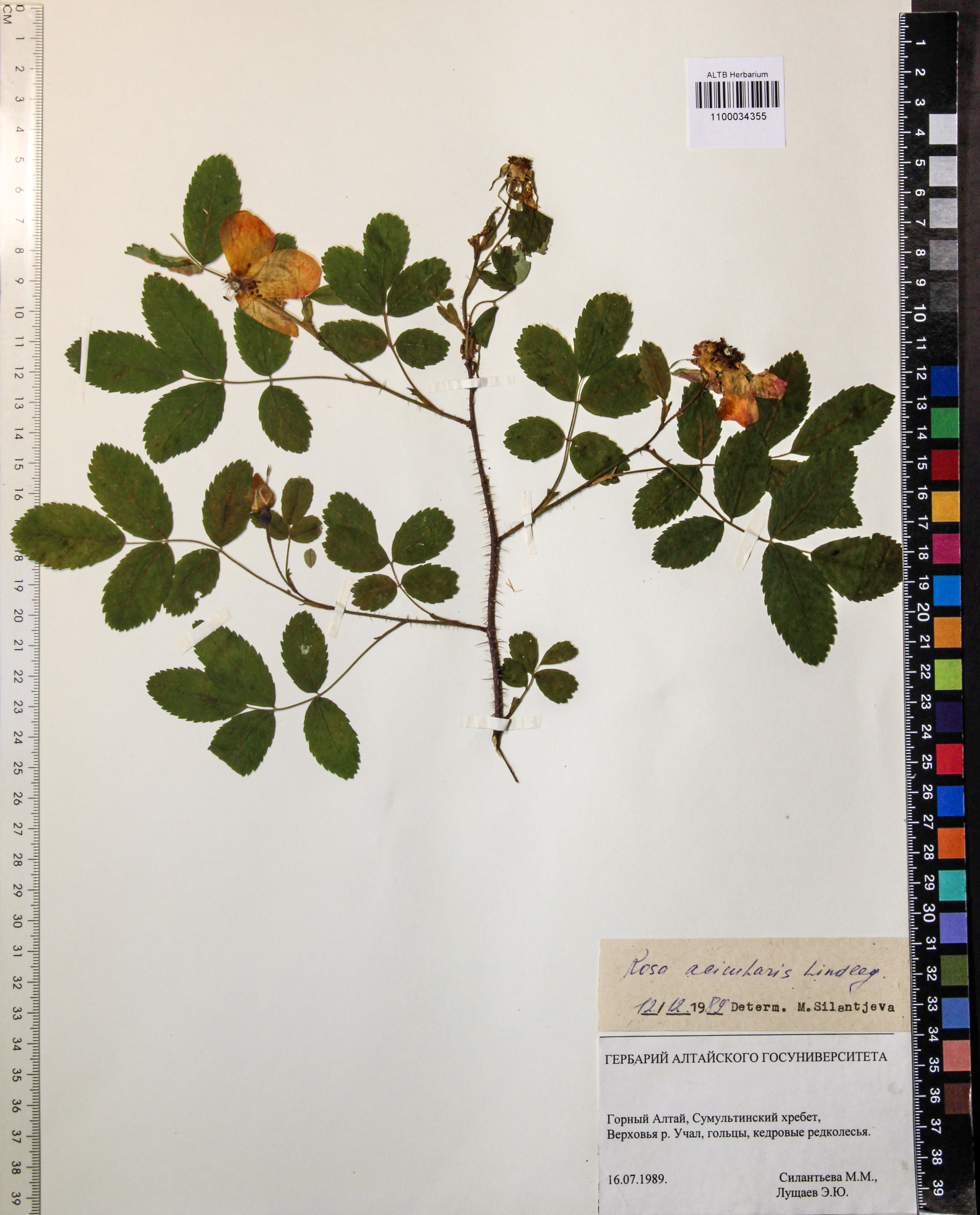 Rosa acicularis Lindl.