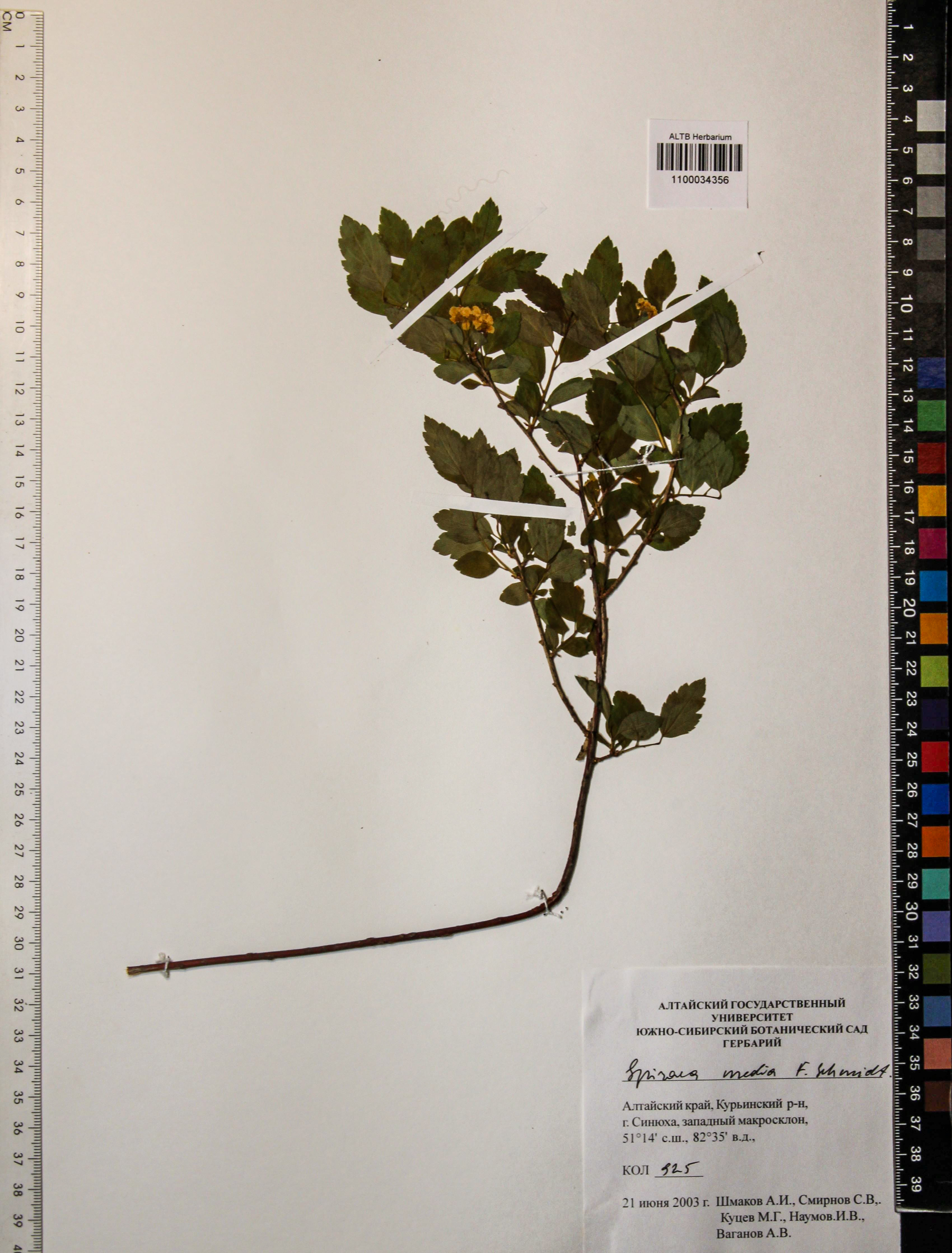 Spiraea media Schmidt