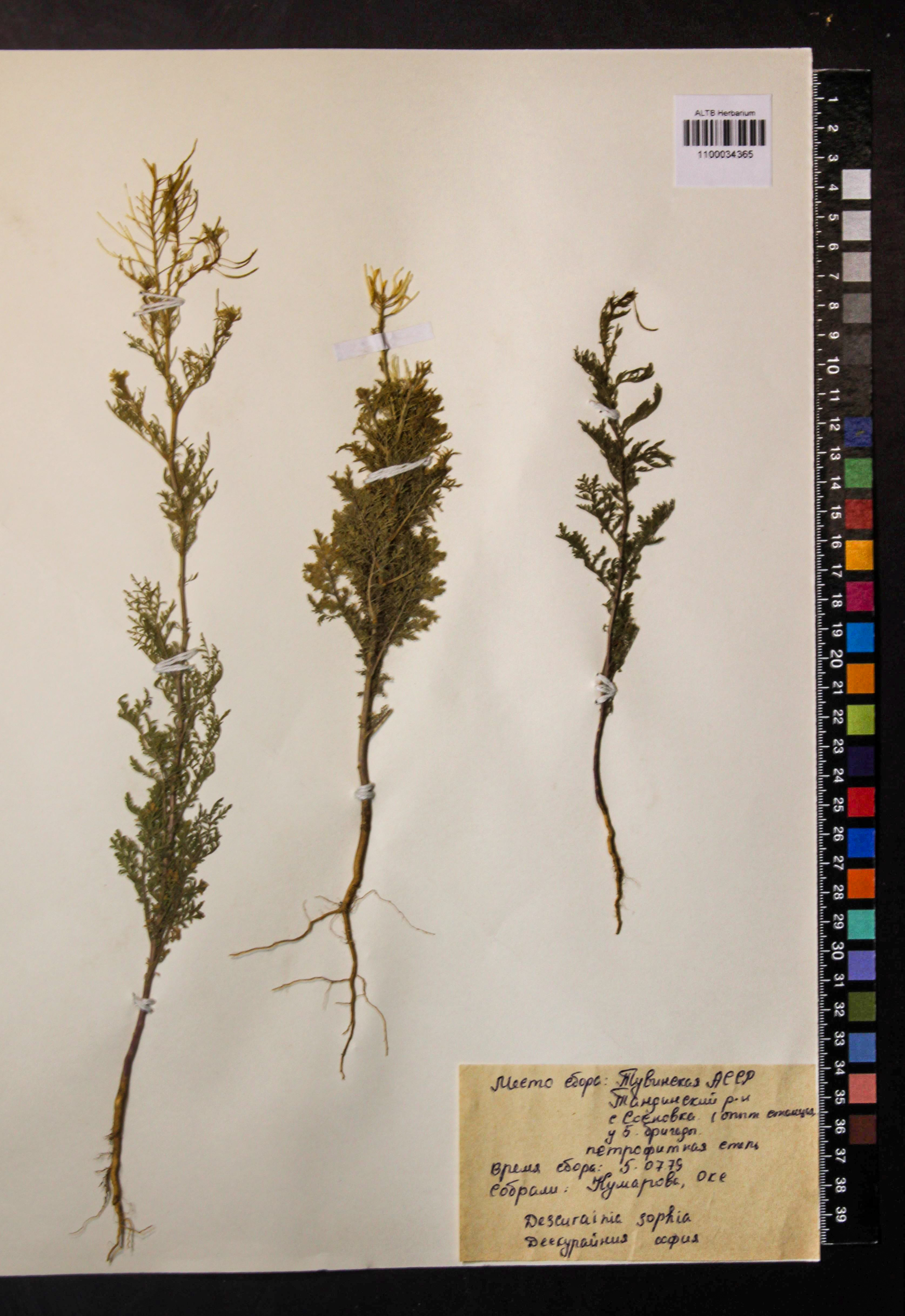 Descurainia sophia (L.) Webb ex Prantl