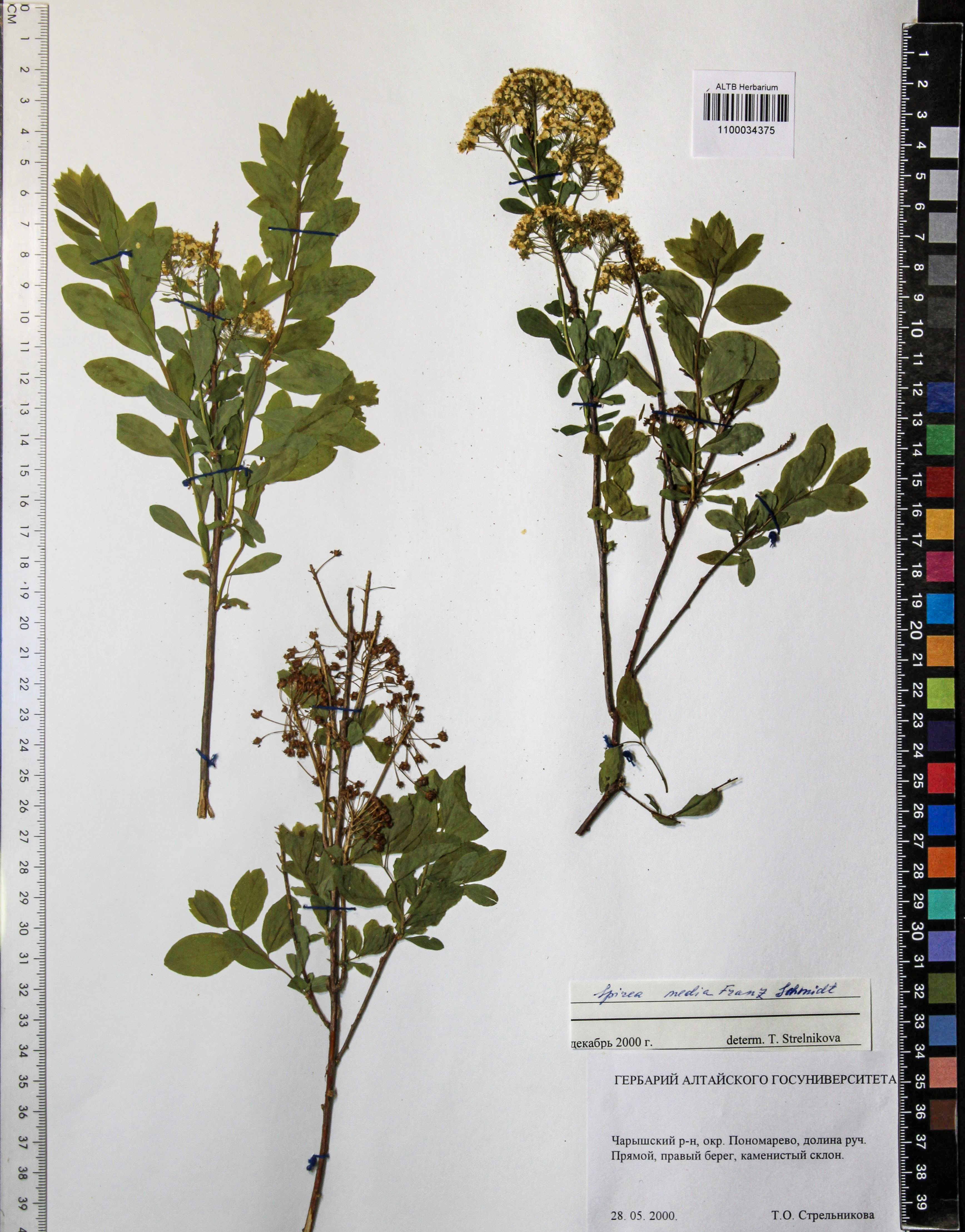 Spiraea media Schmidt