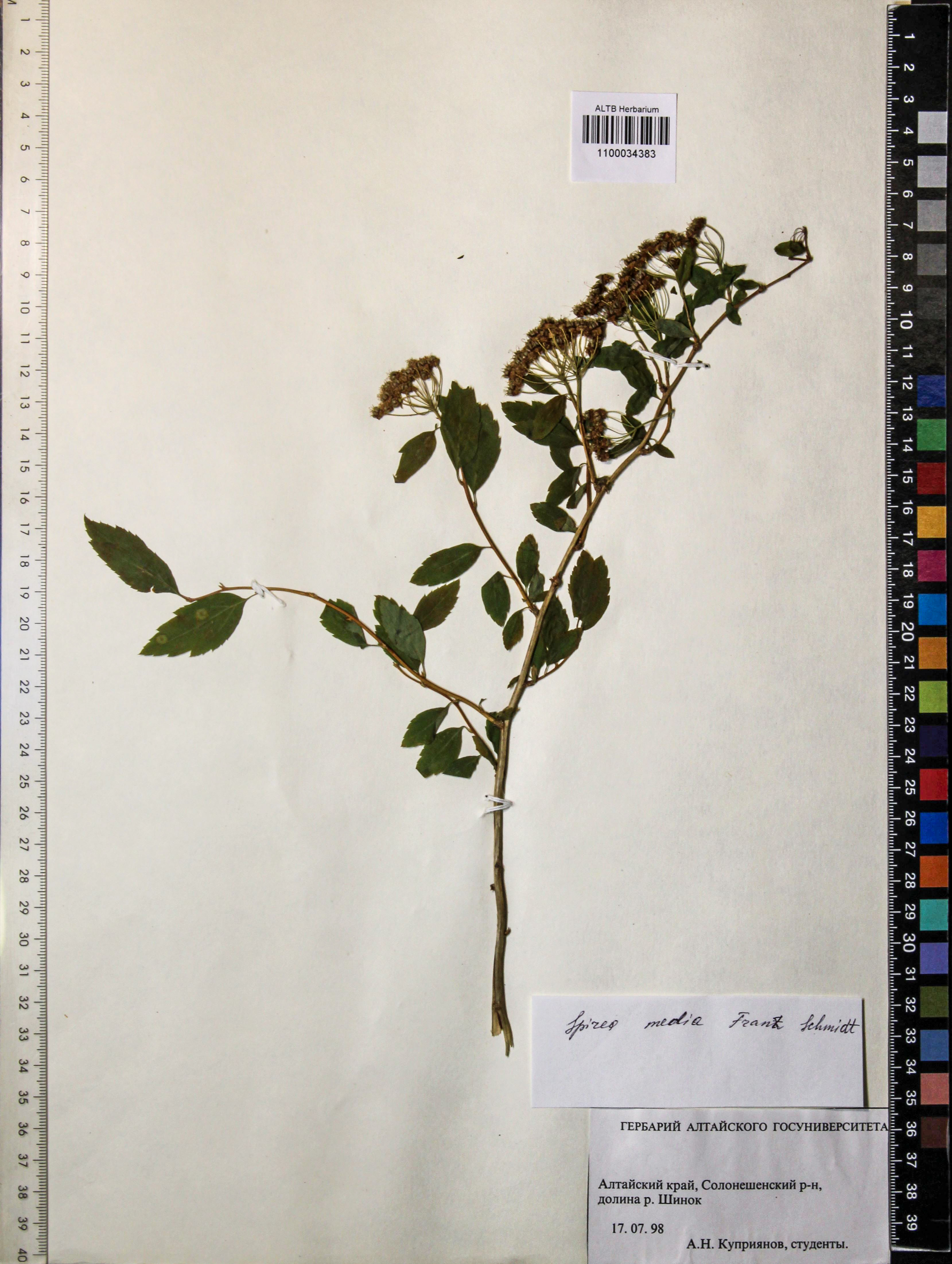 Spiraea media Schmidt