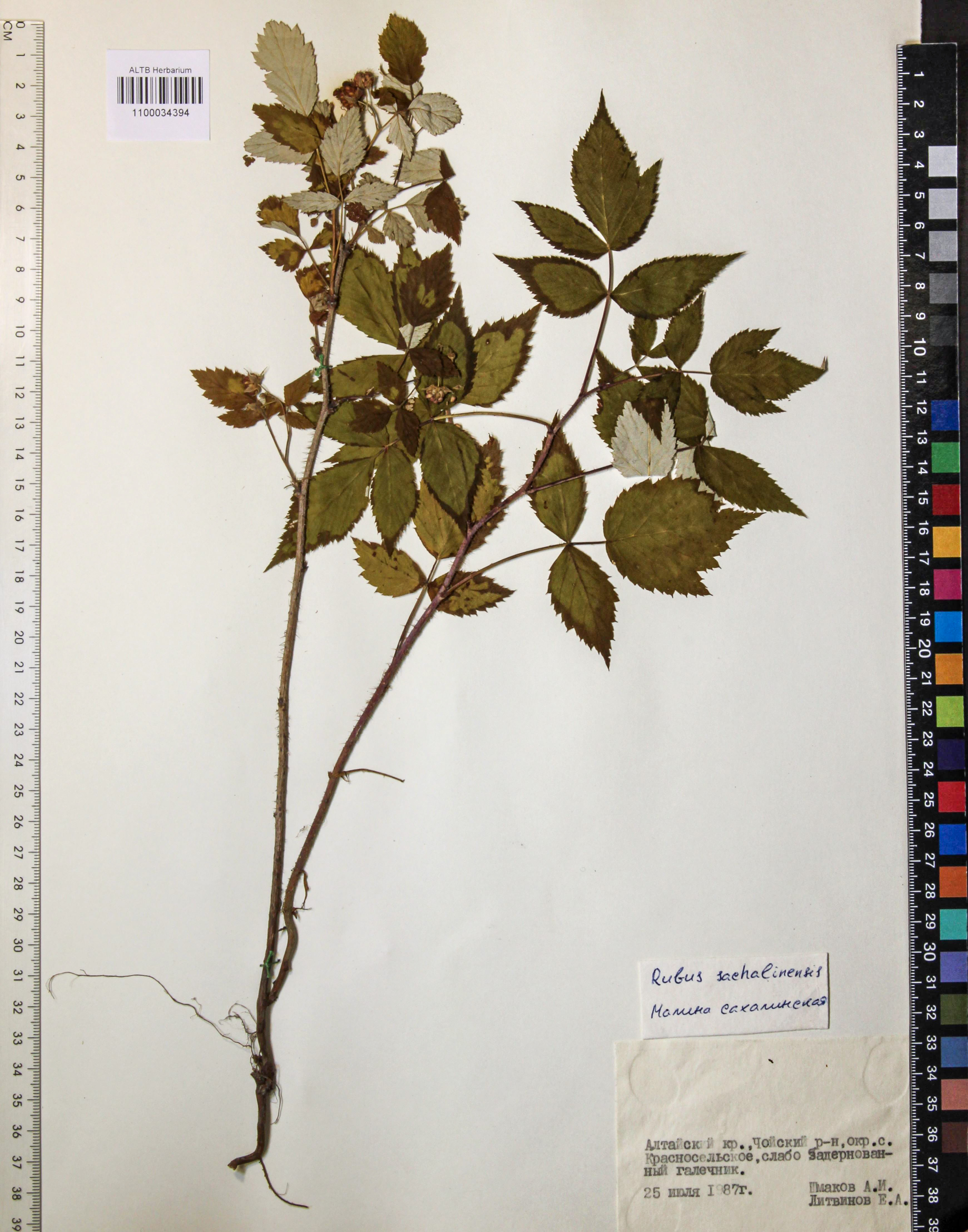 Rubus sachalinensis Levl.