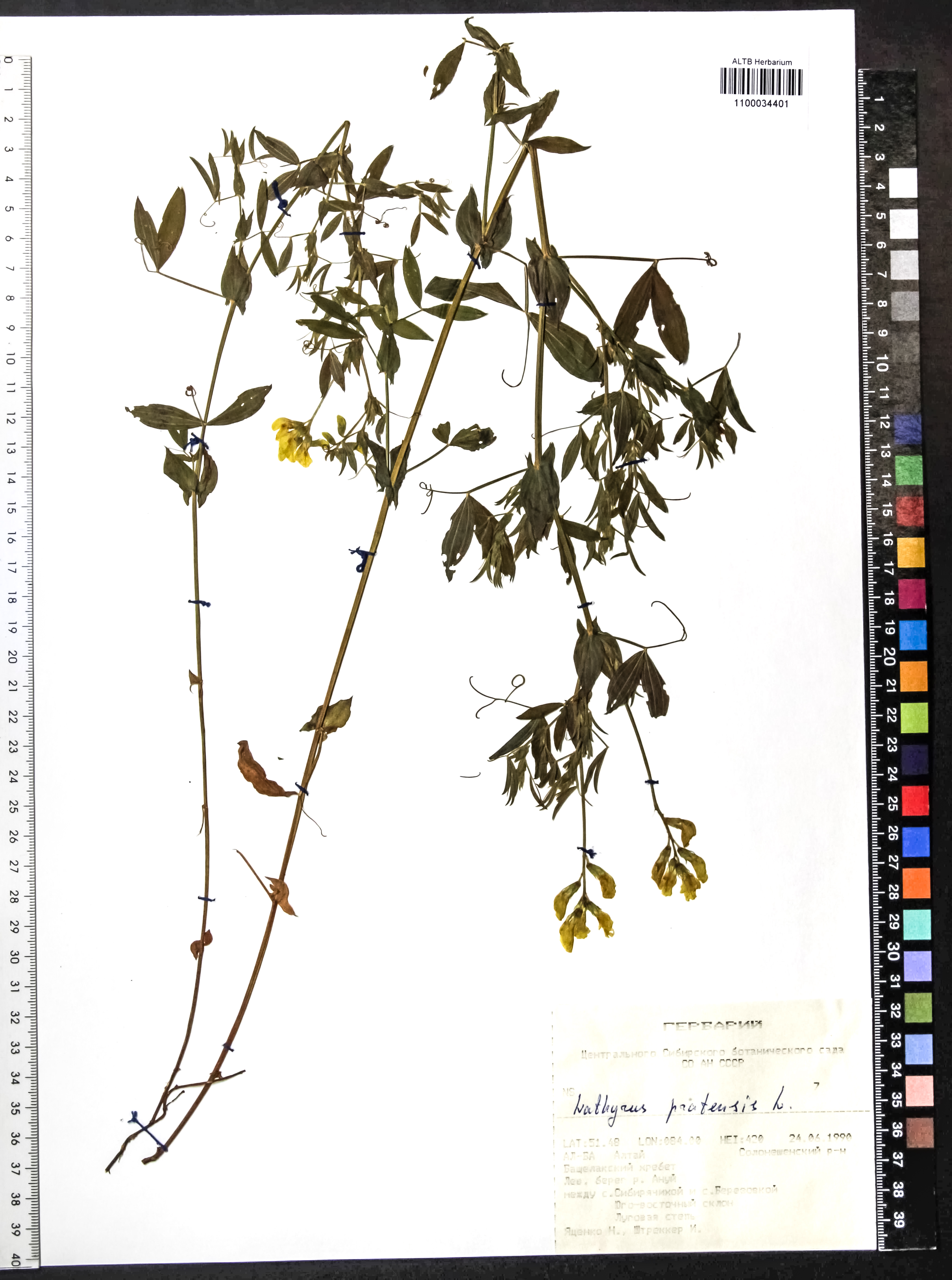 Lathyrus pratensis L.