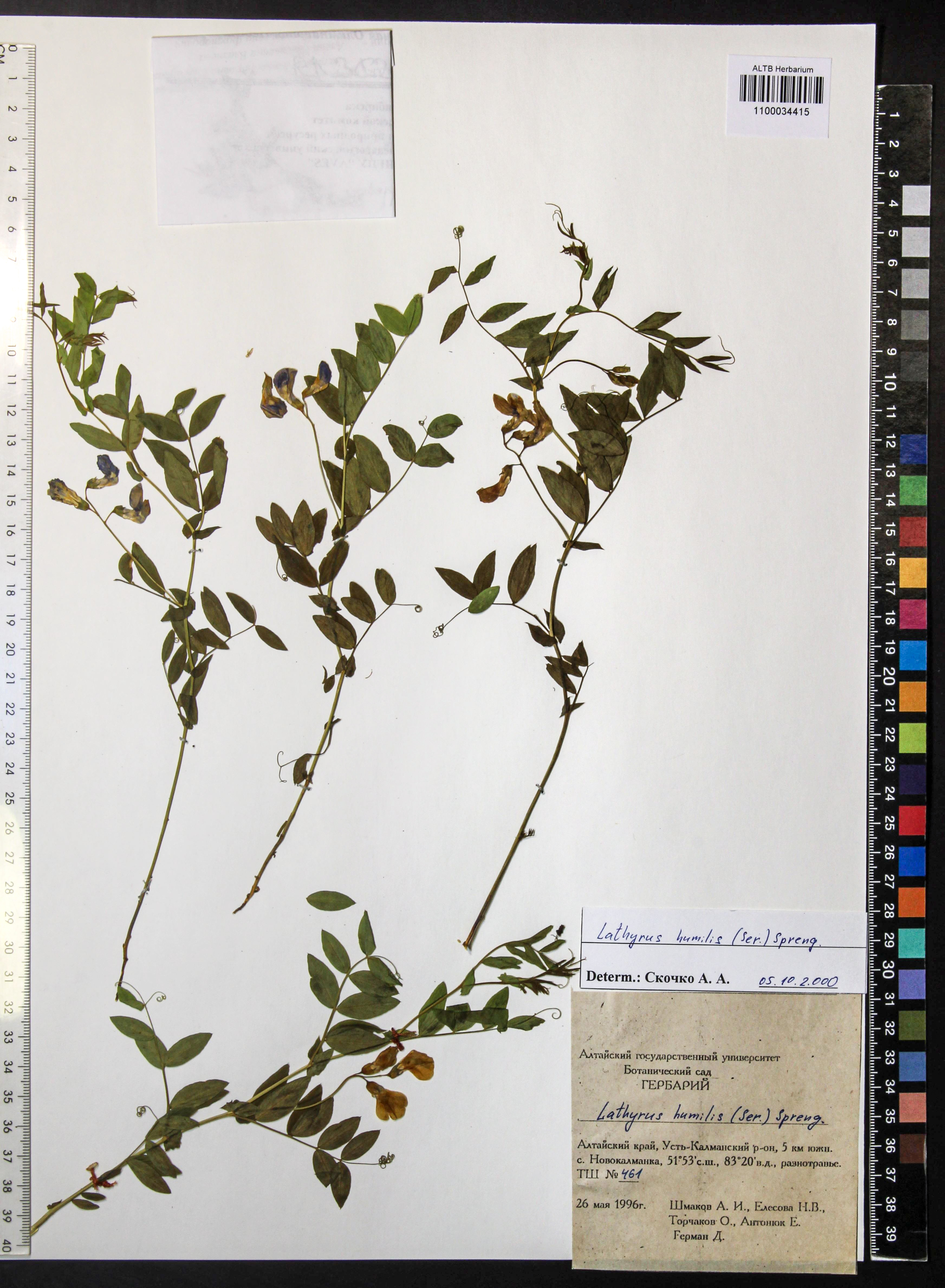Lathyrus humilis (Ser.) Fisch. ex Spreng.