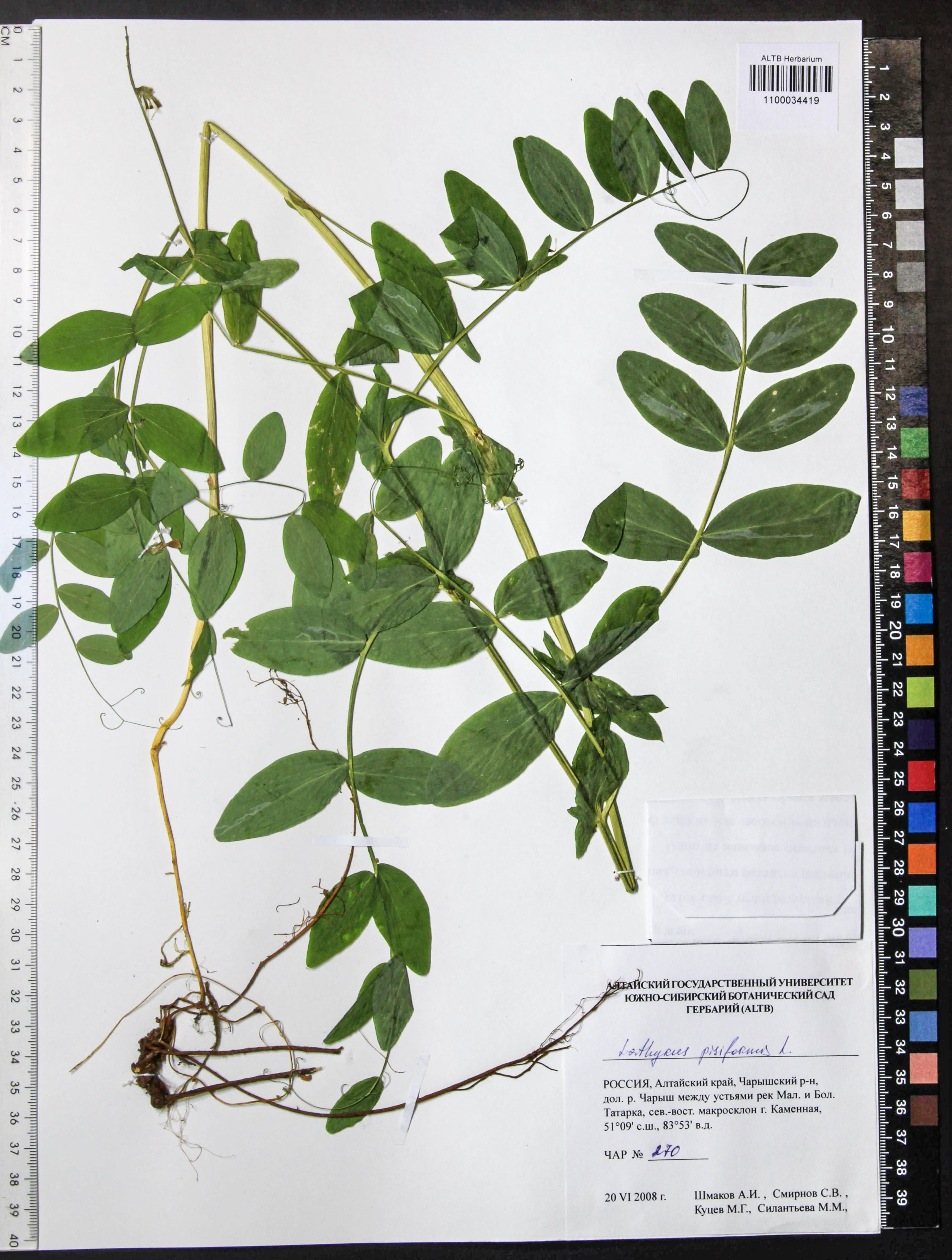 Lathyrus pisiformis L.