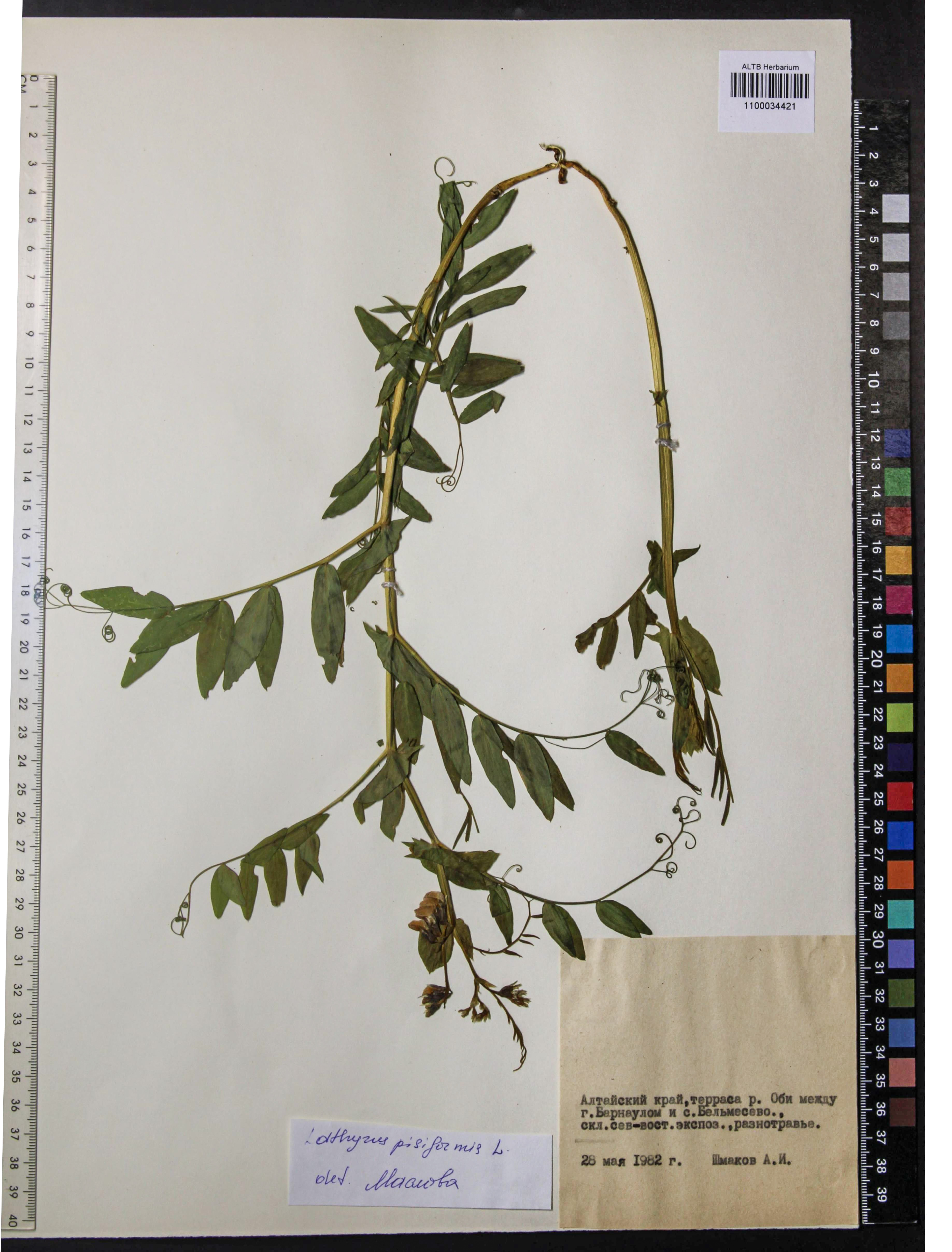 Lathyrus pisiformis L.