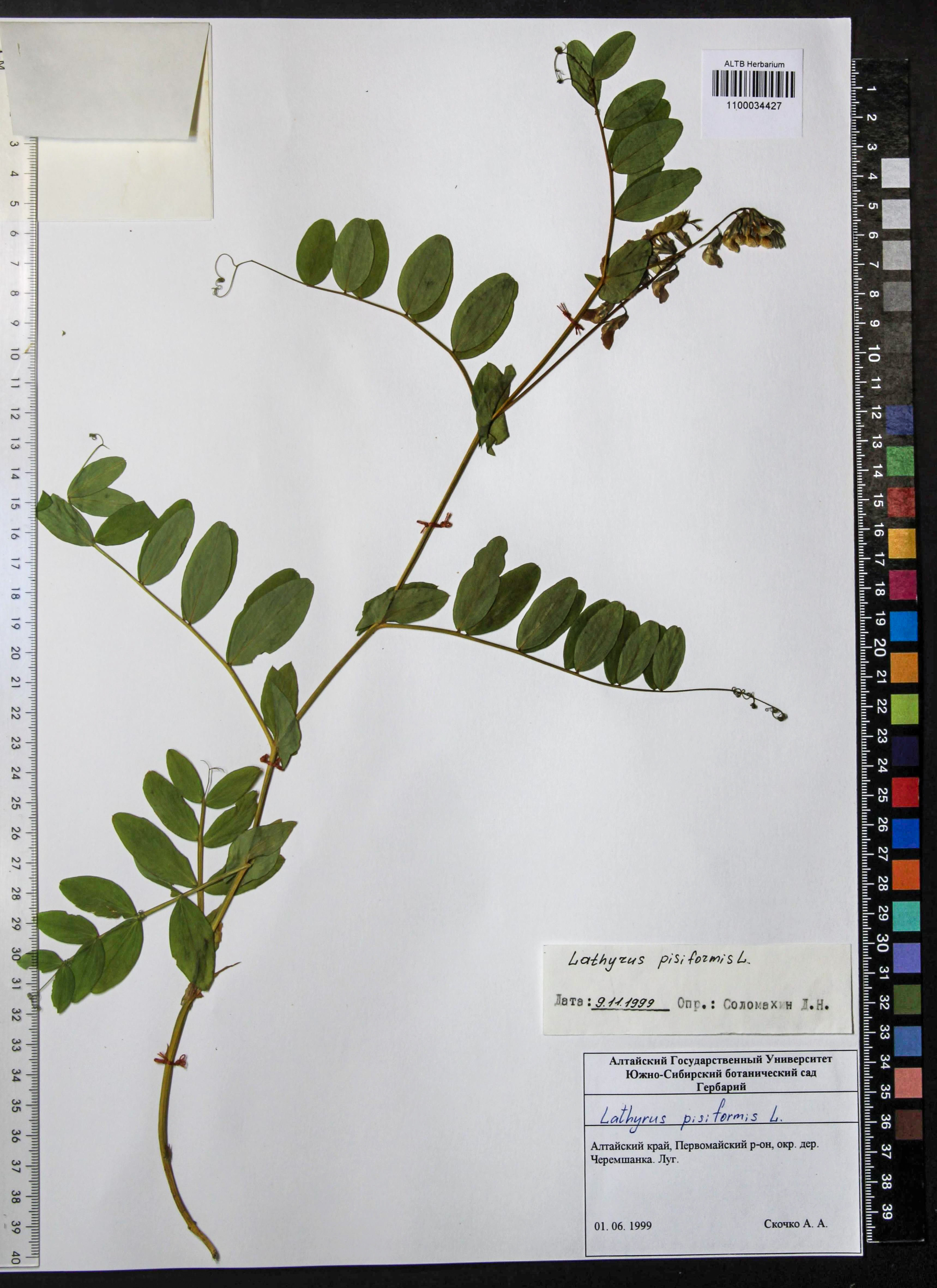 Lathyrus pisiformis L.