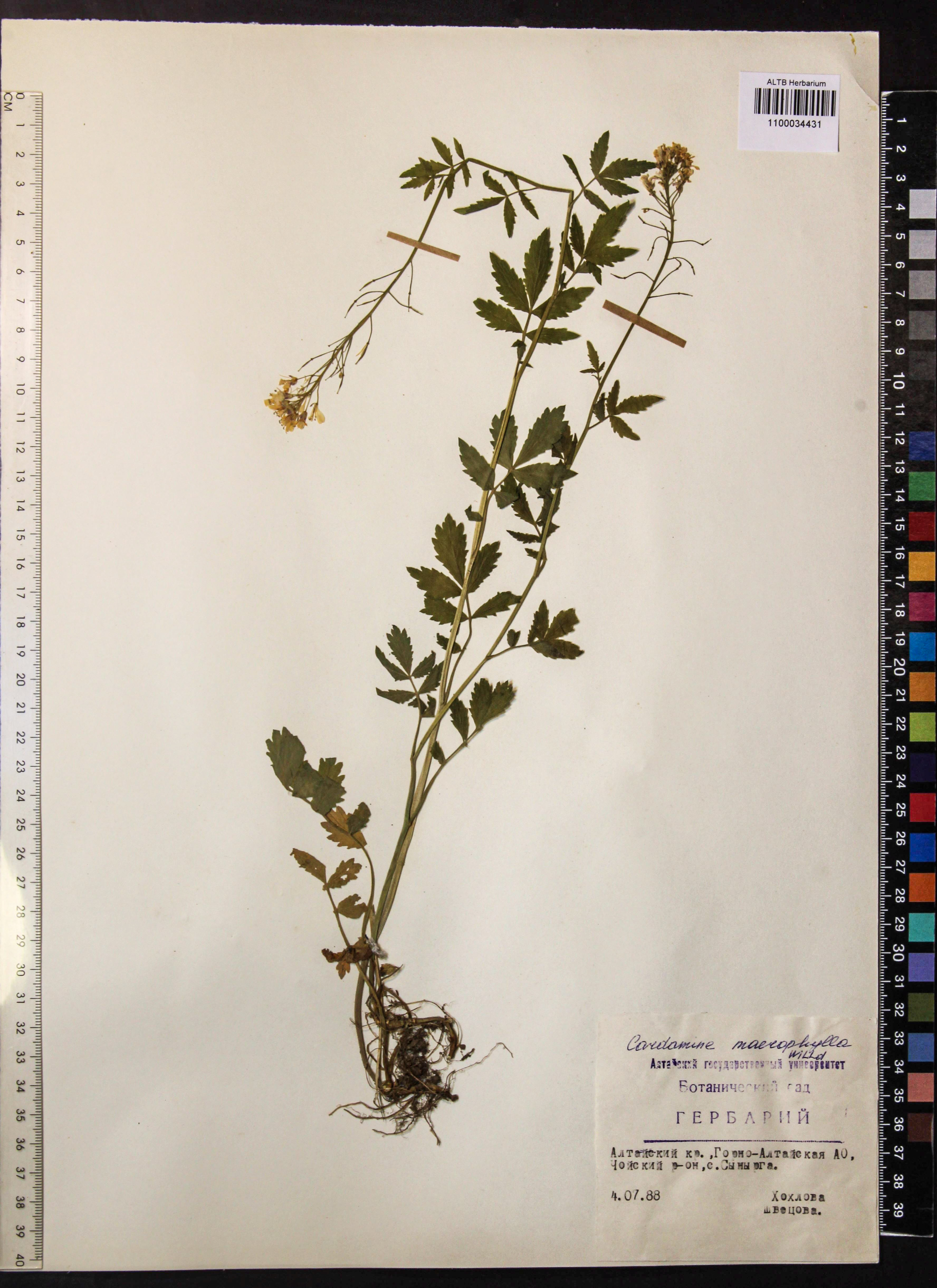 Cardamine macrophylla Willd.