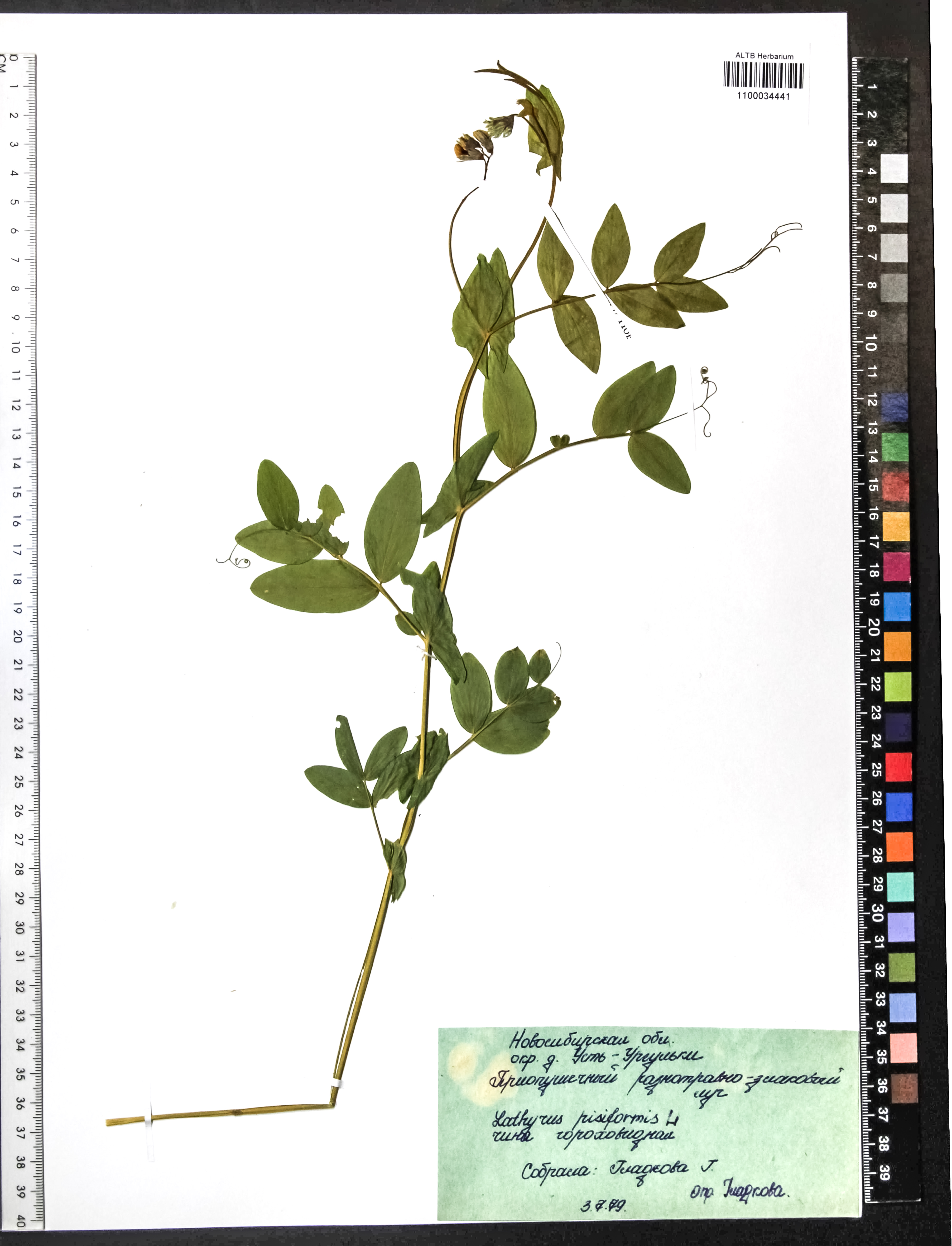 Lathyrus pisiformis L.