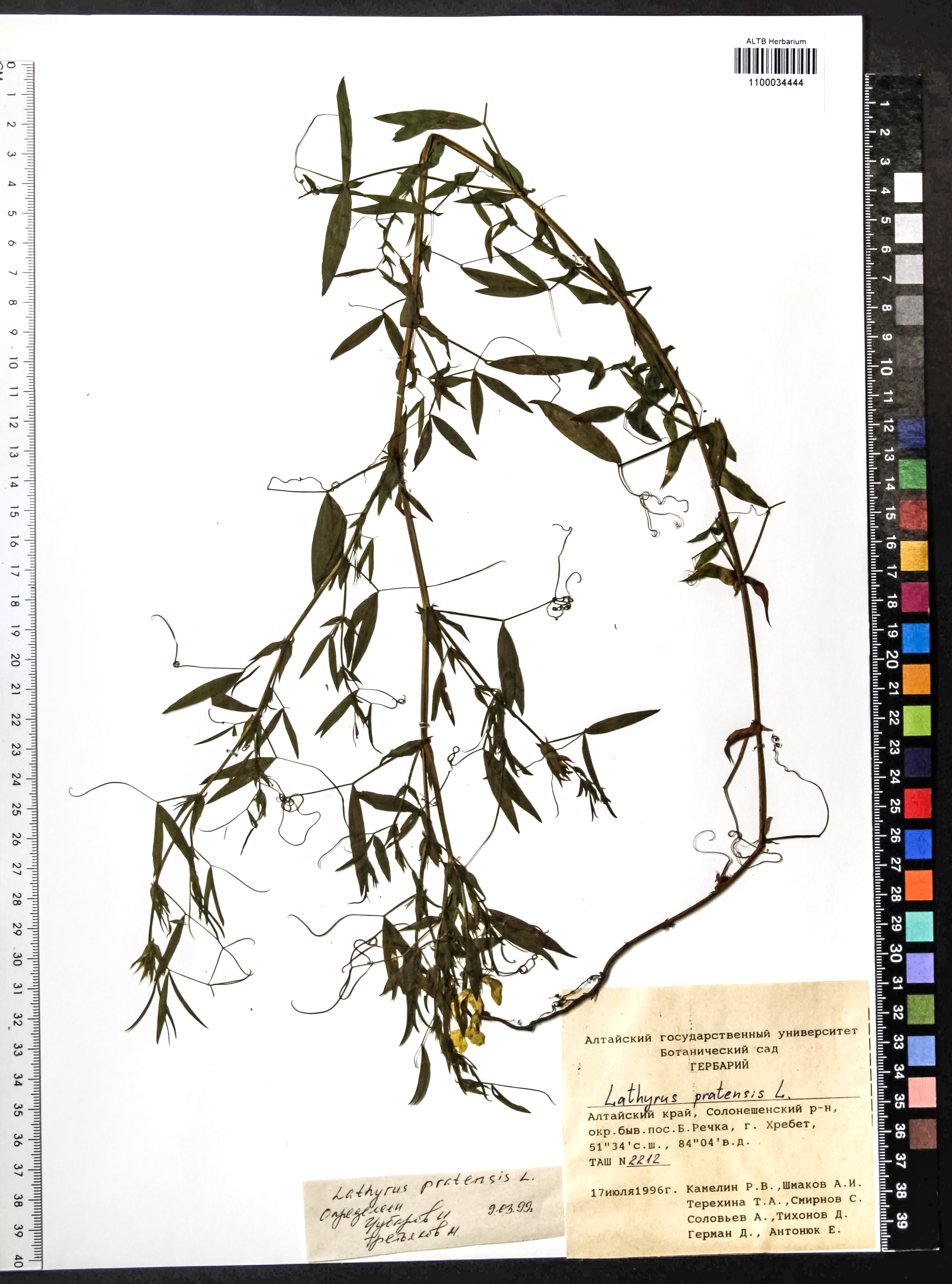 Lathyrus pratensis L.