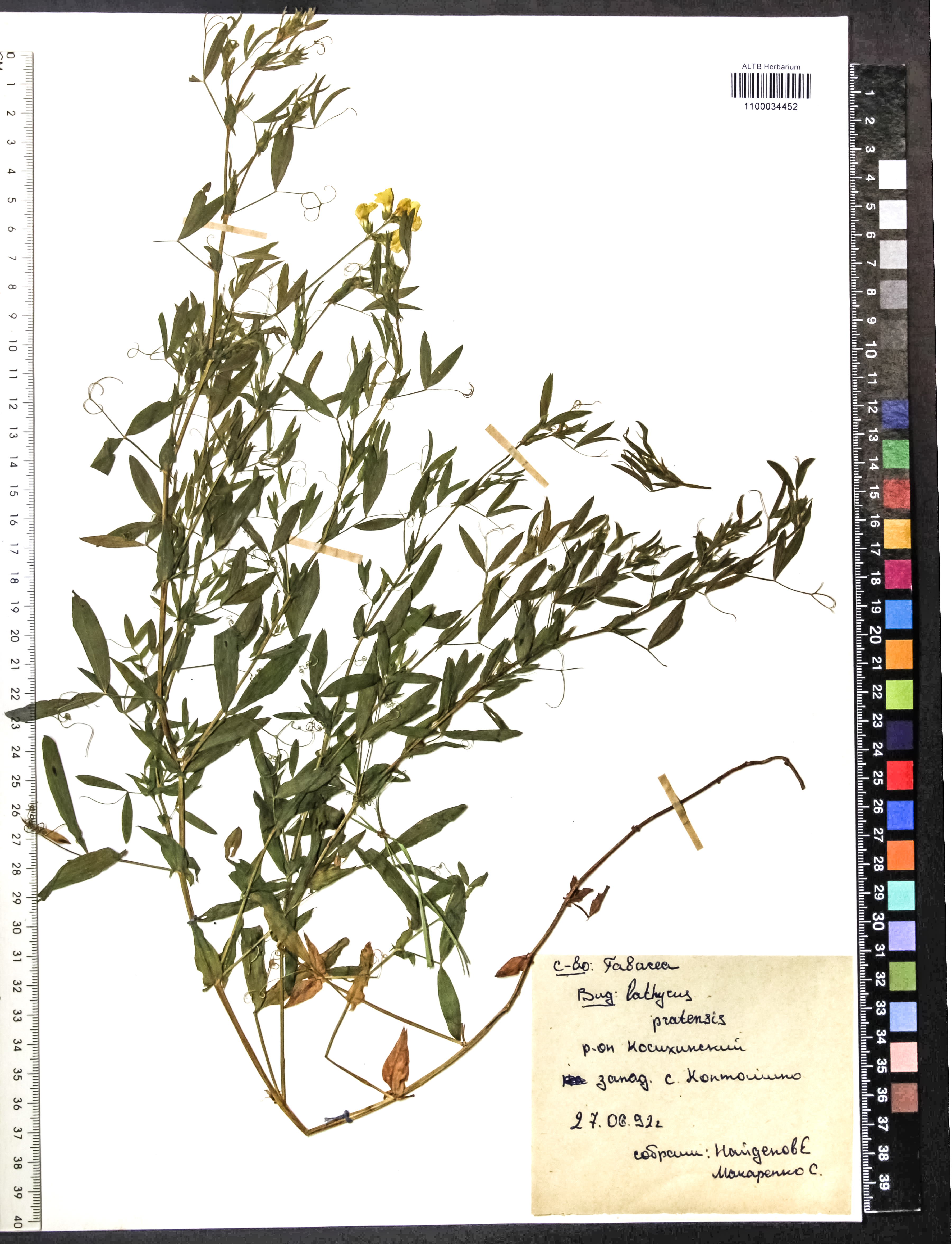 Lathyrus pratensis L.