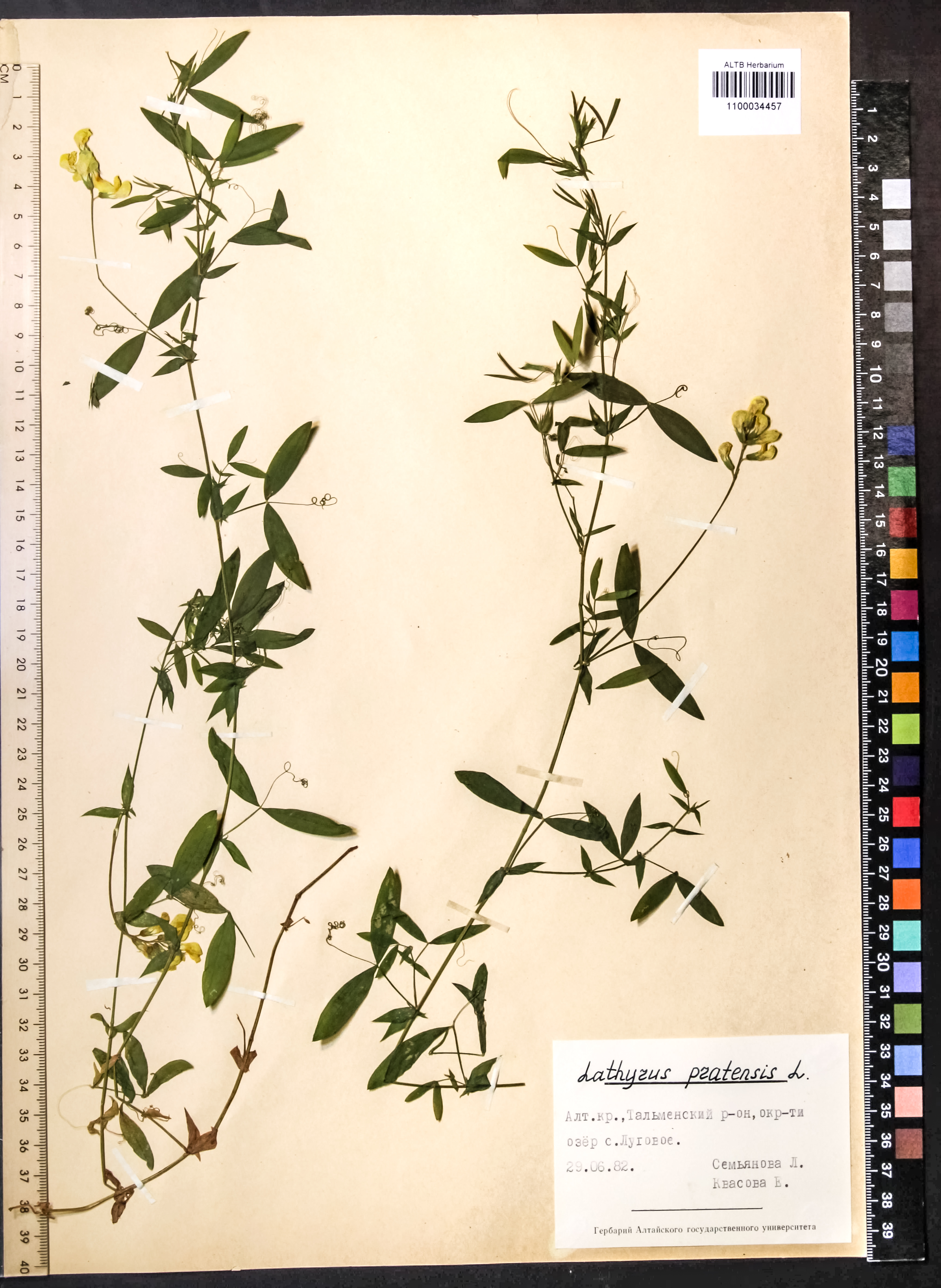 Lathyrus pratensis L.