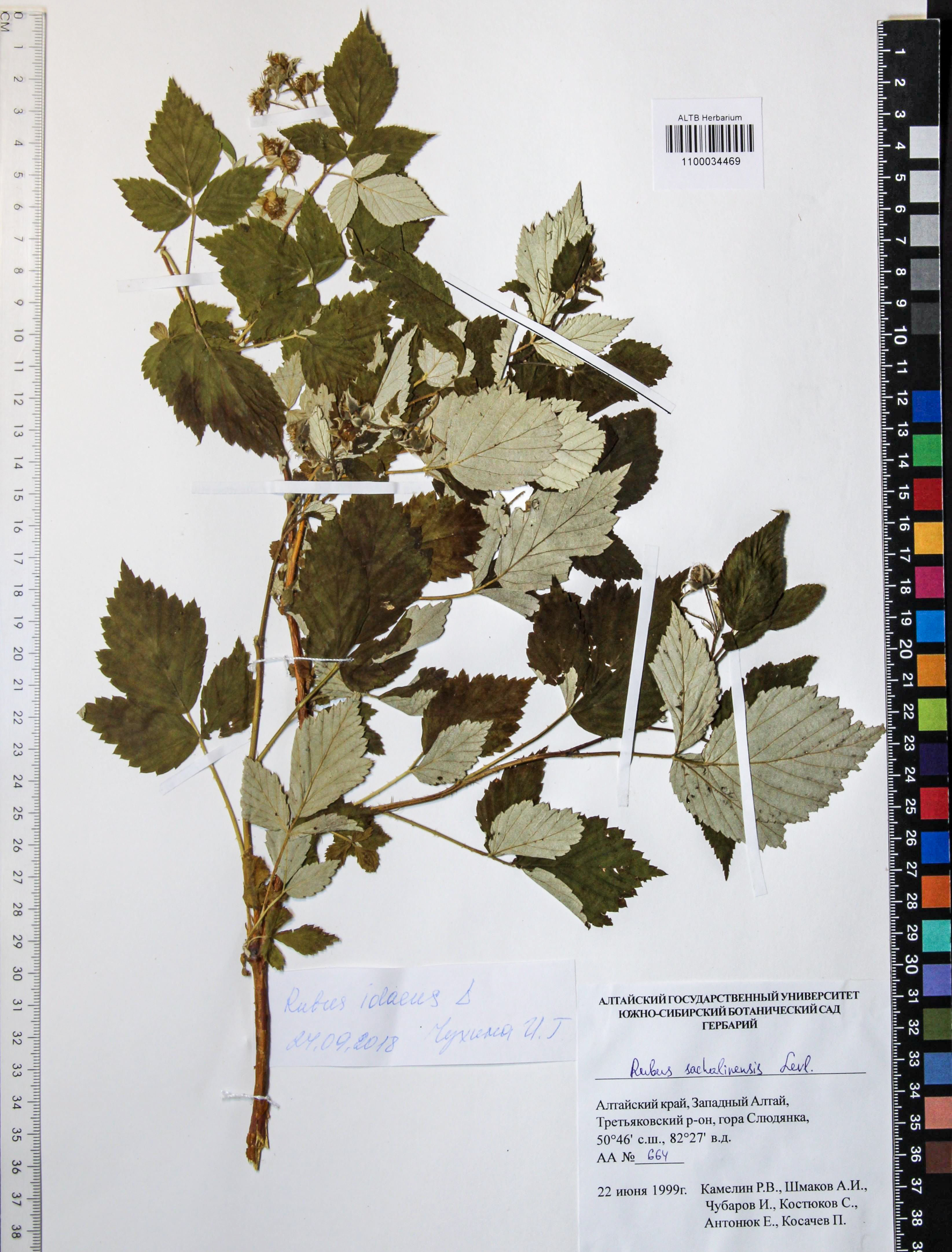 Rubus sachalinensis Levl.