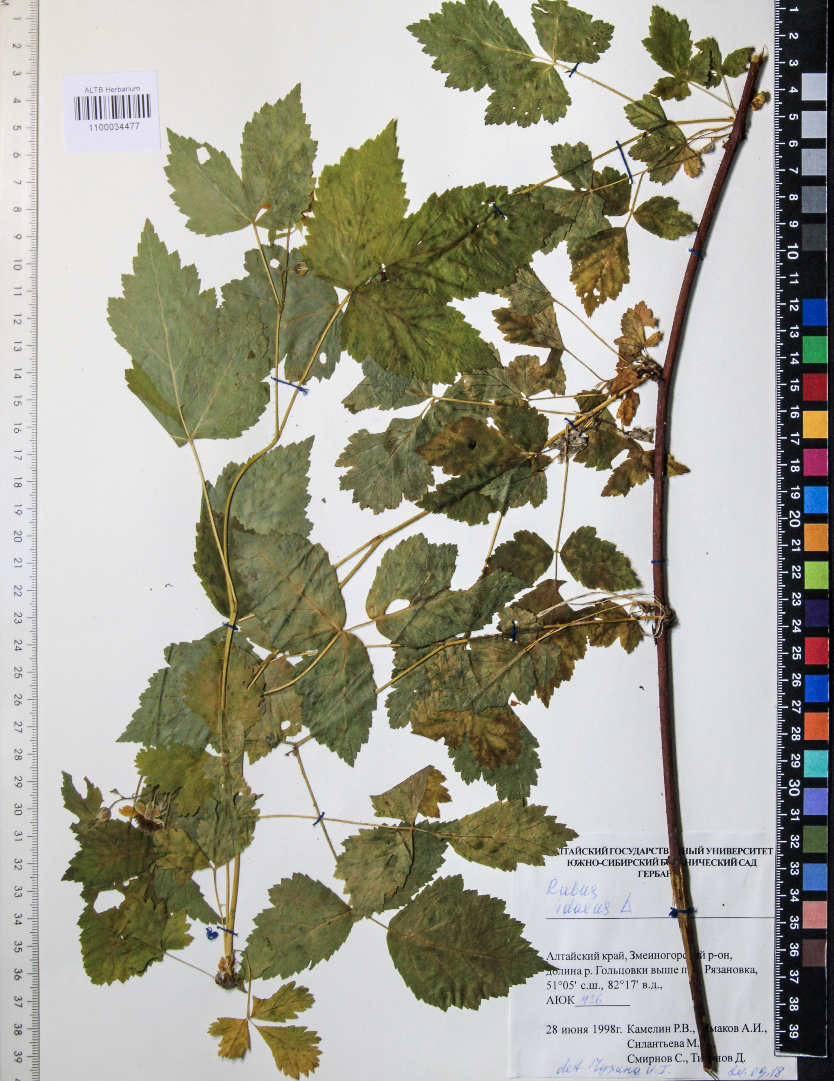 Rubus idaeus L.