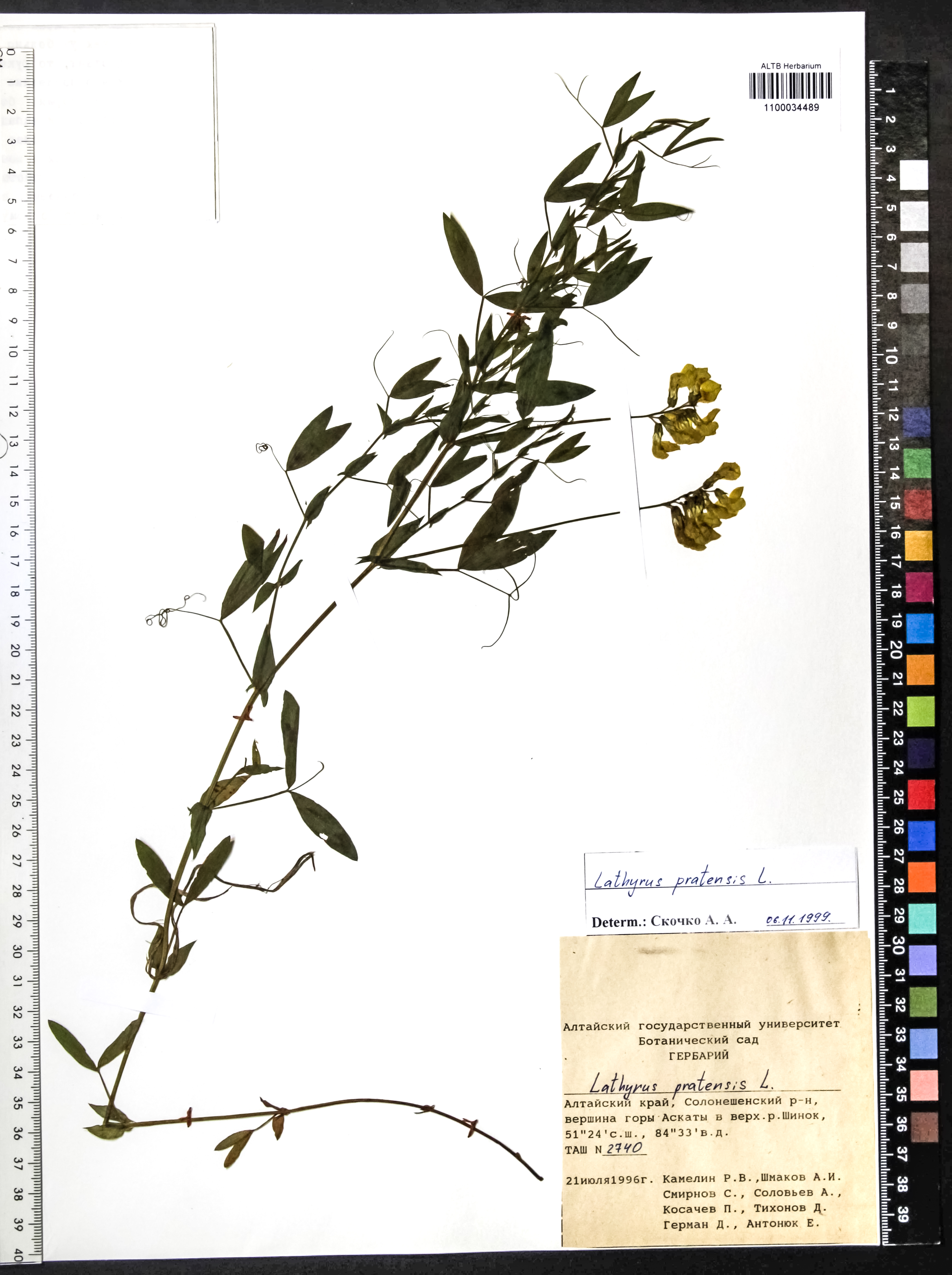 Lathyrus pratensis L.