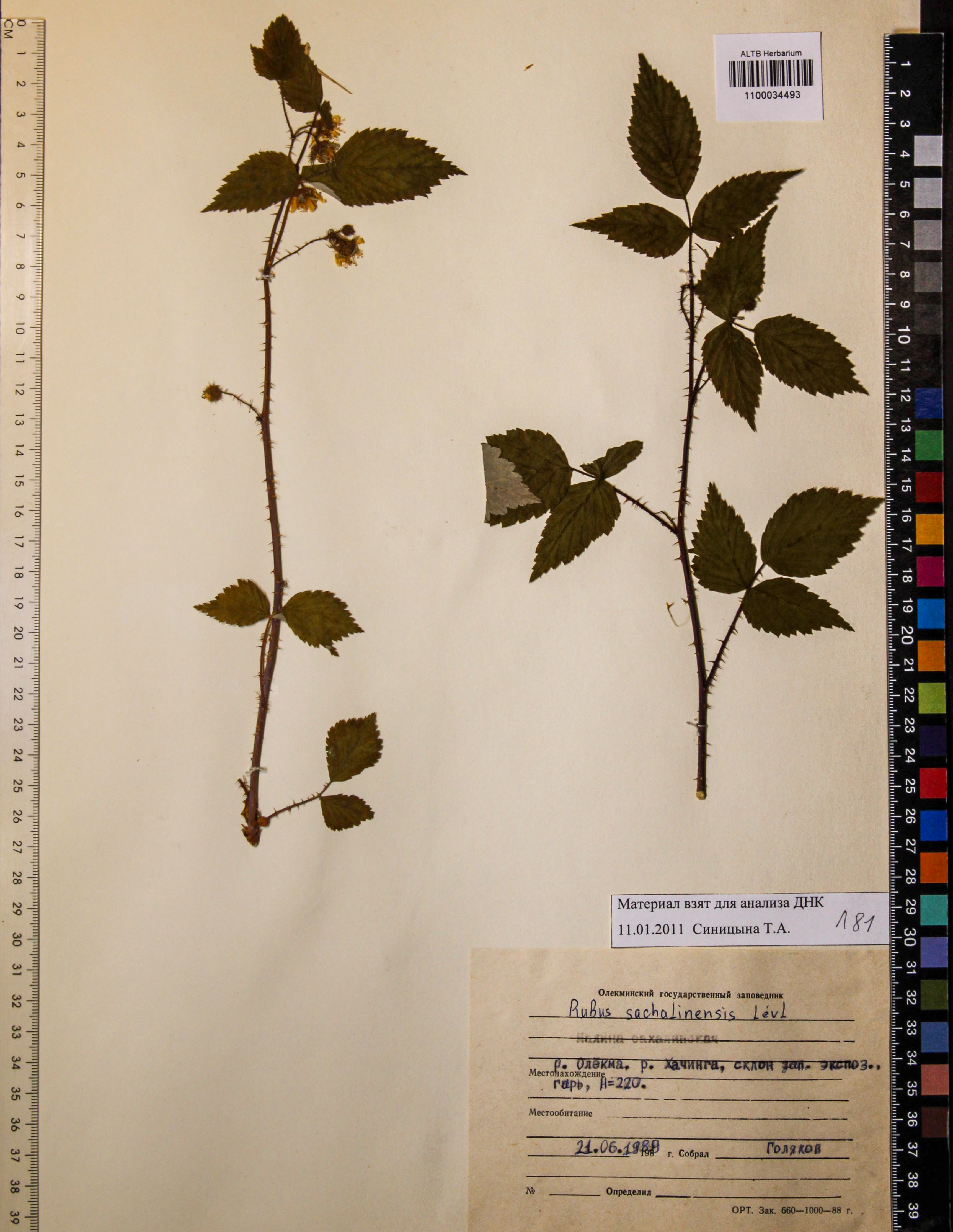 Rubus sachalinensis Levl.