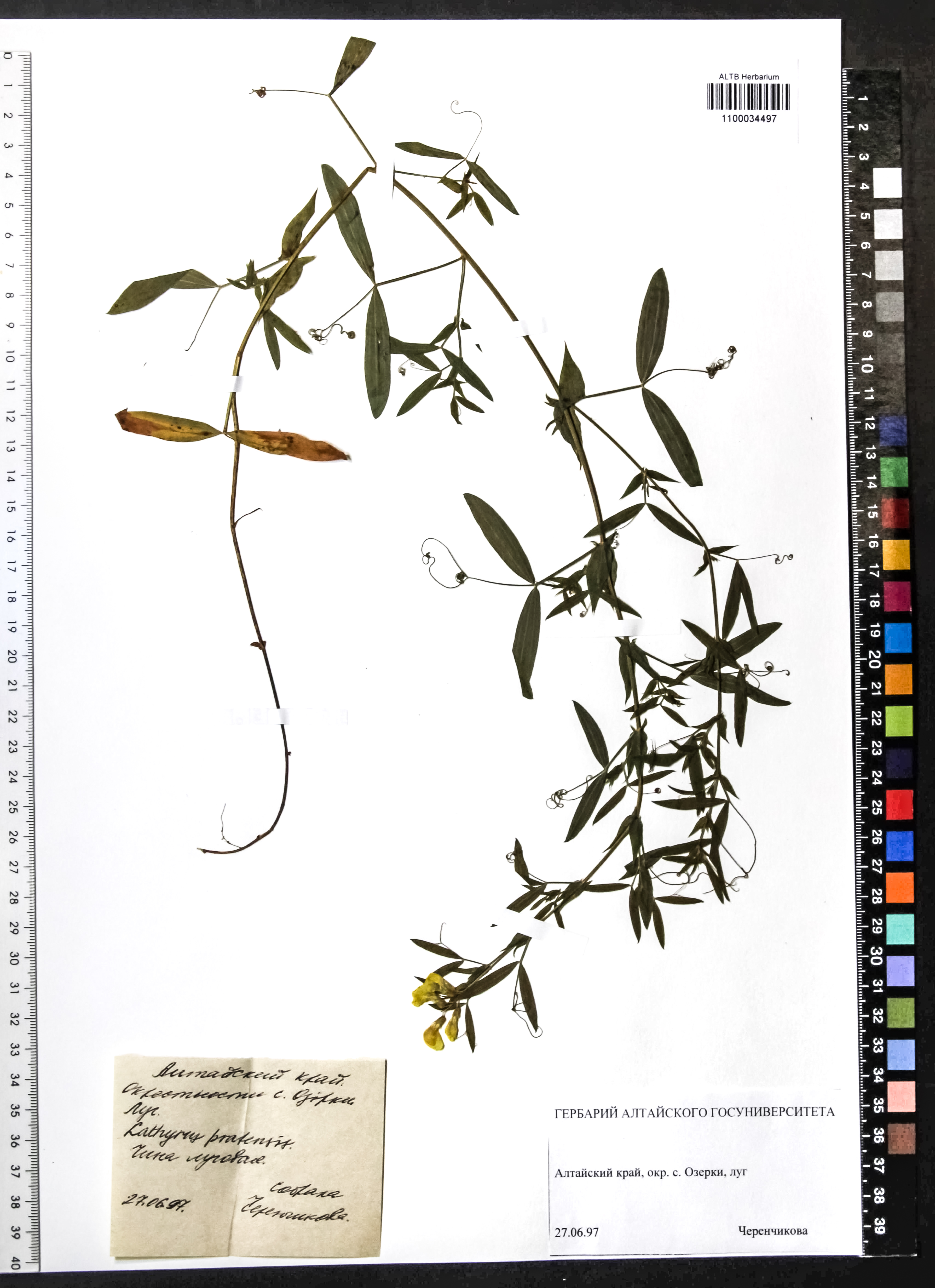 Lathyrus pratensis L.