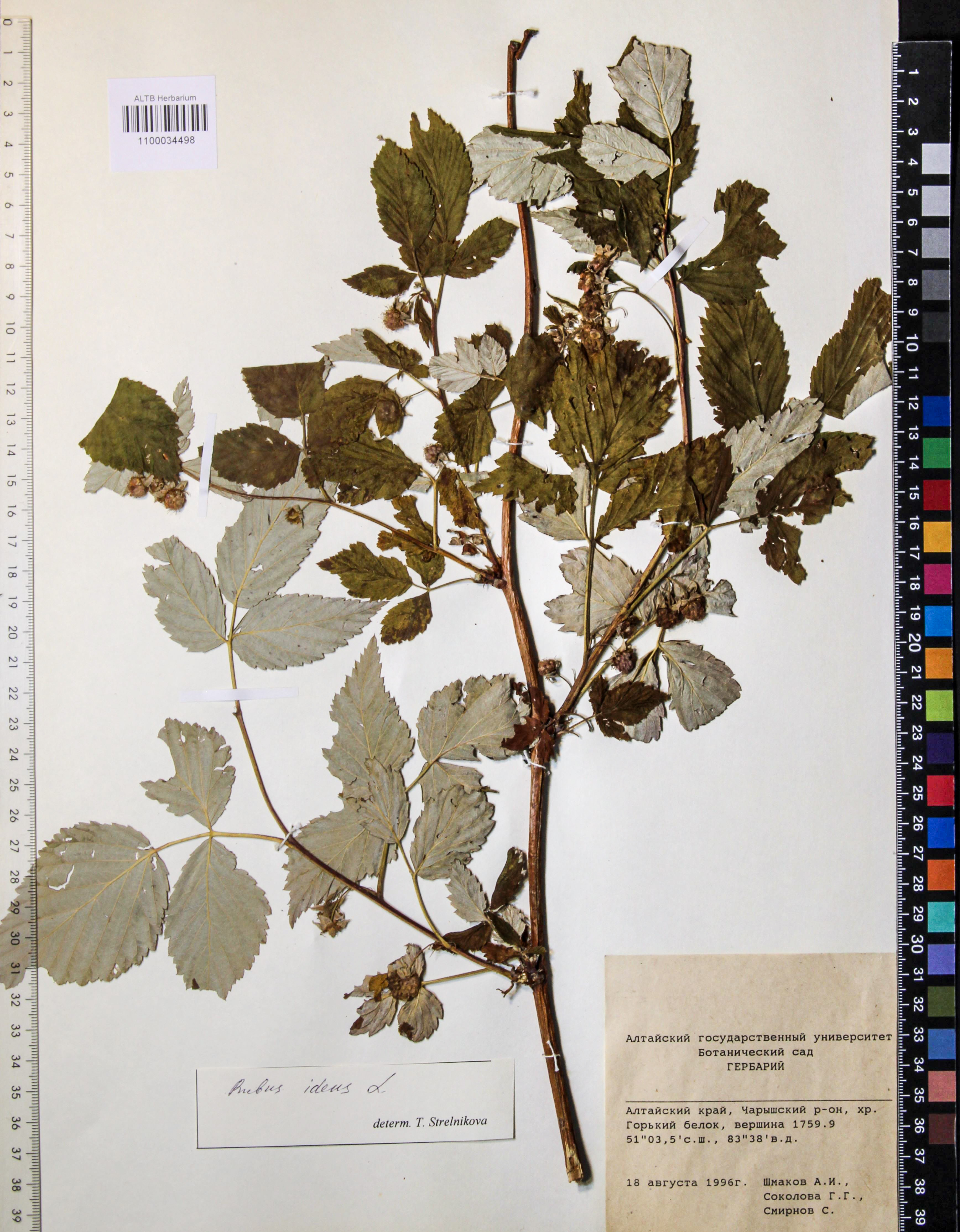 Rubus idaeus L.