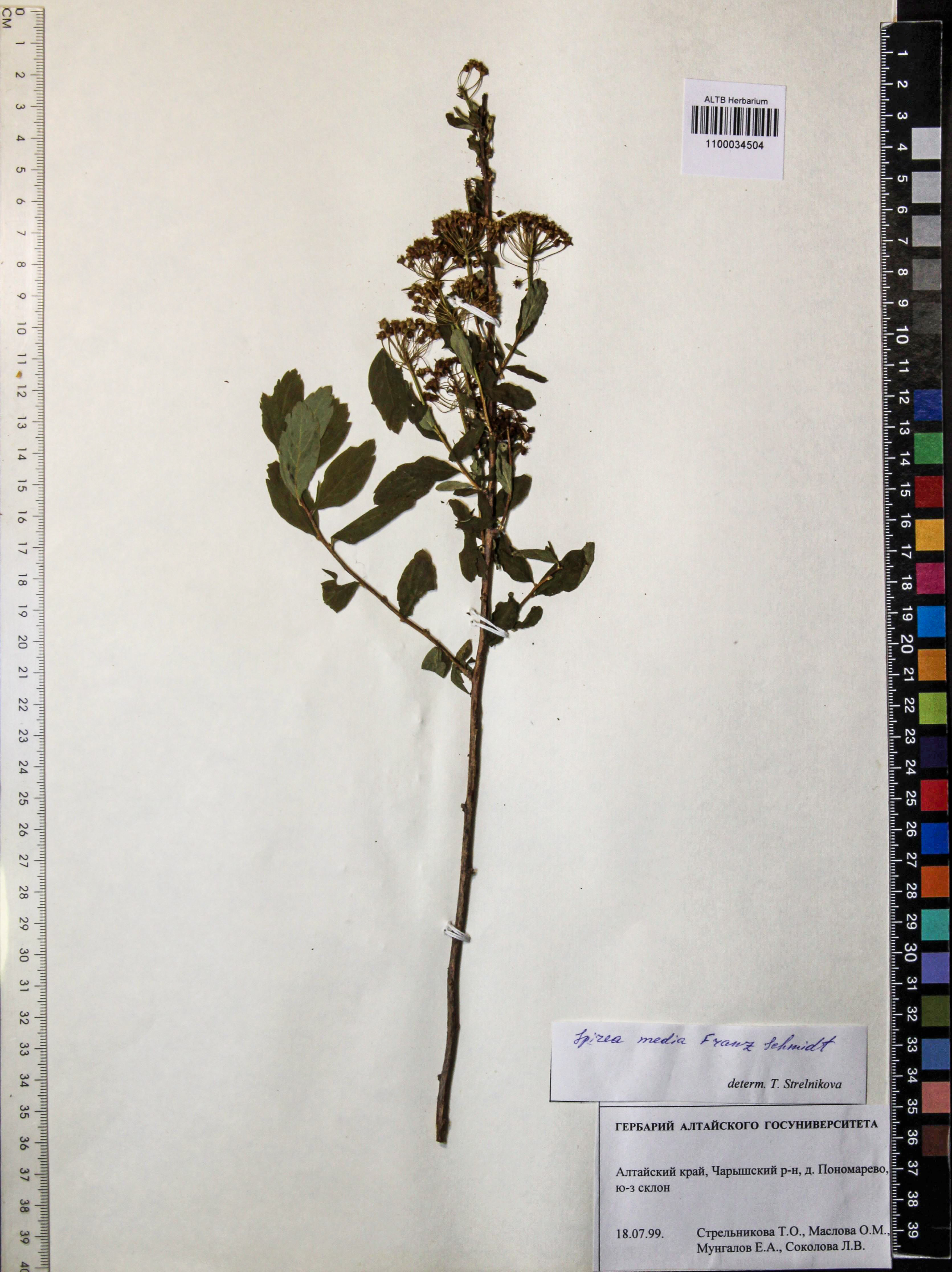 Spiraea media Schmidt