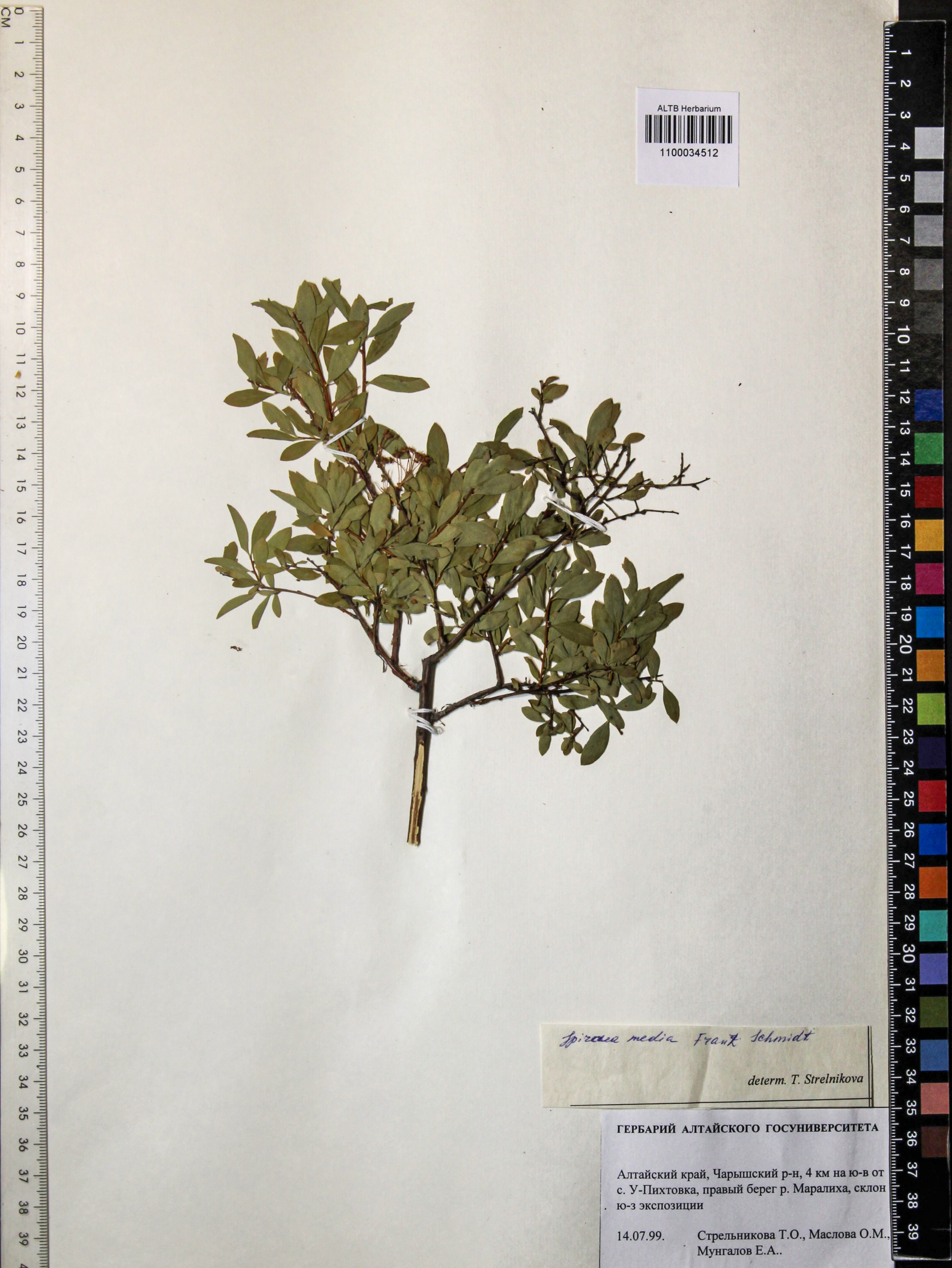 Spiraea media Schmidt