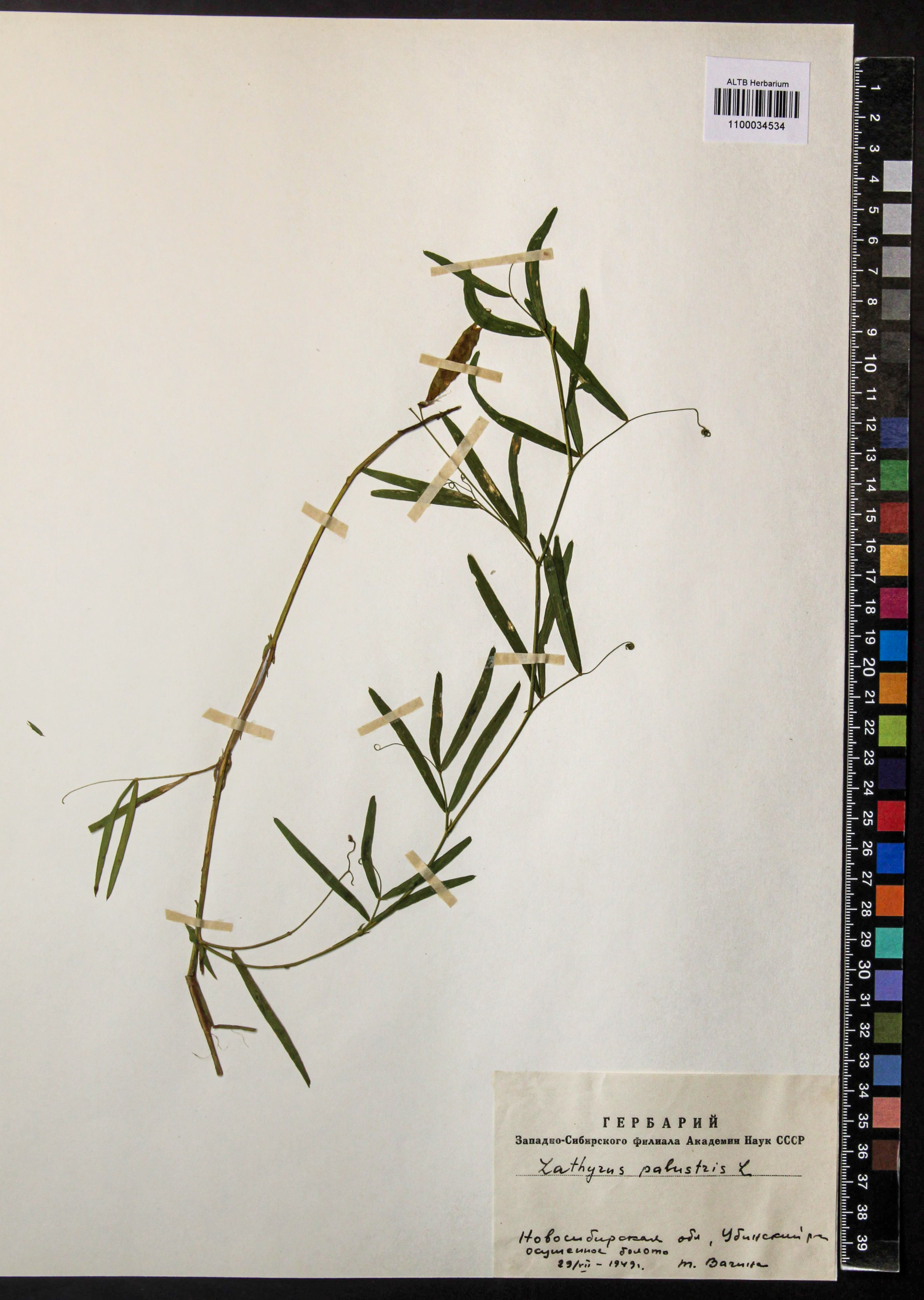 Lathyrus palustris L.