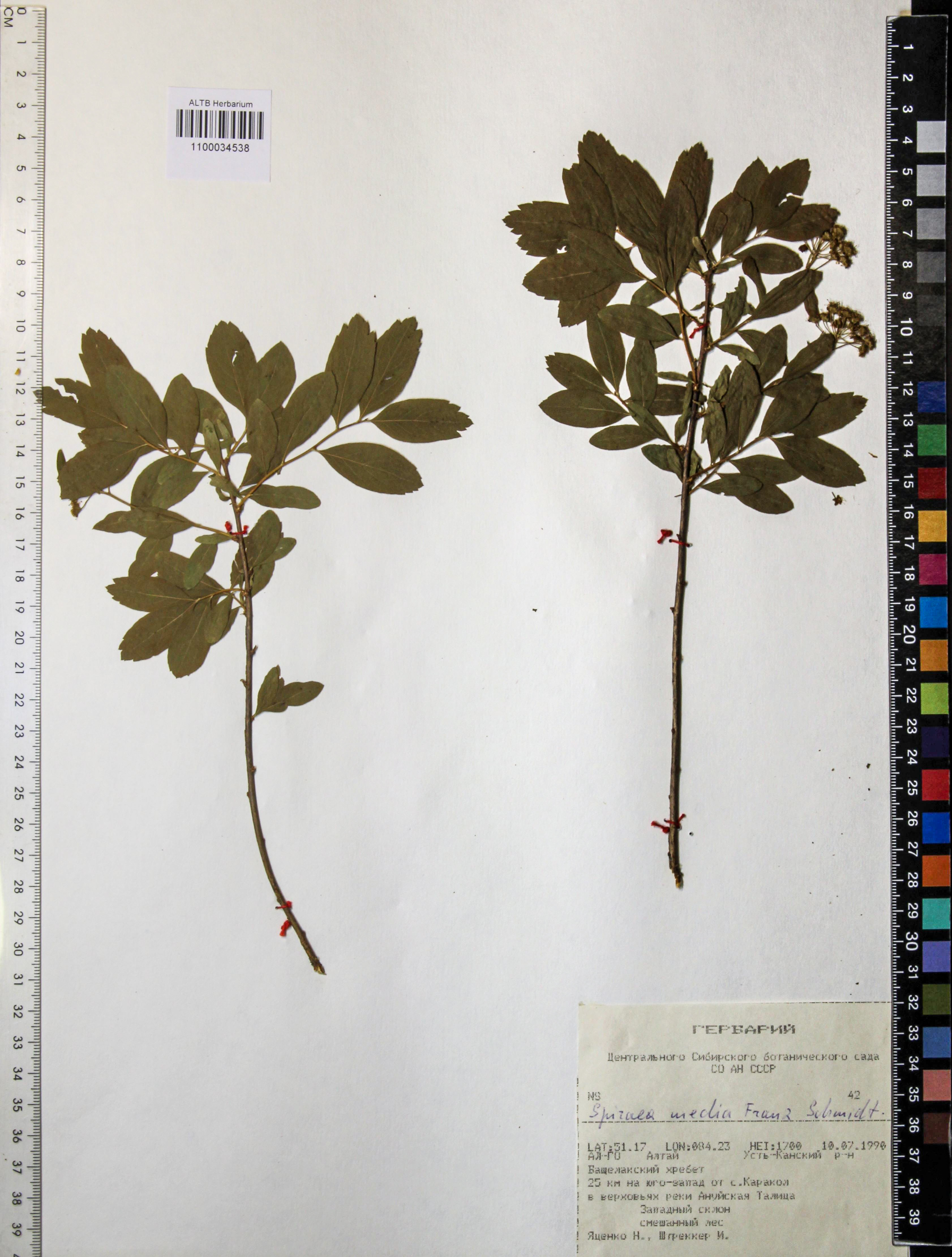 Spiraea media Schmidt