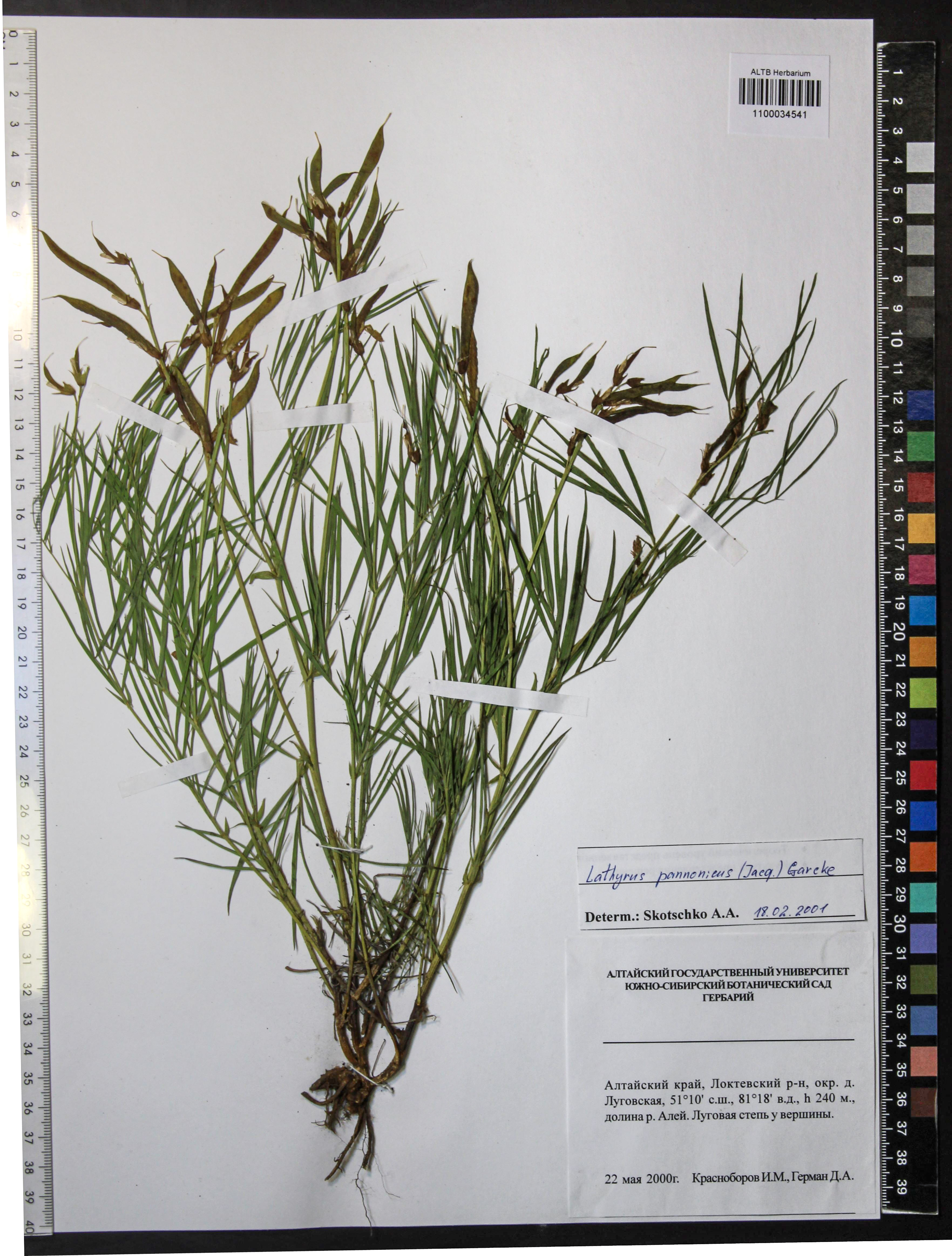 Lathyrus pannonicus Garcke