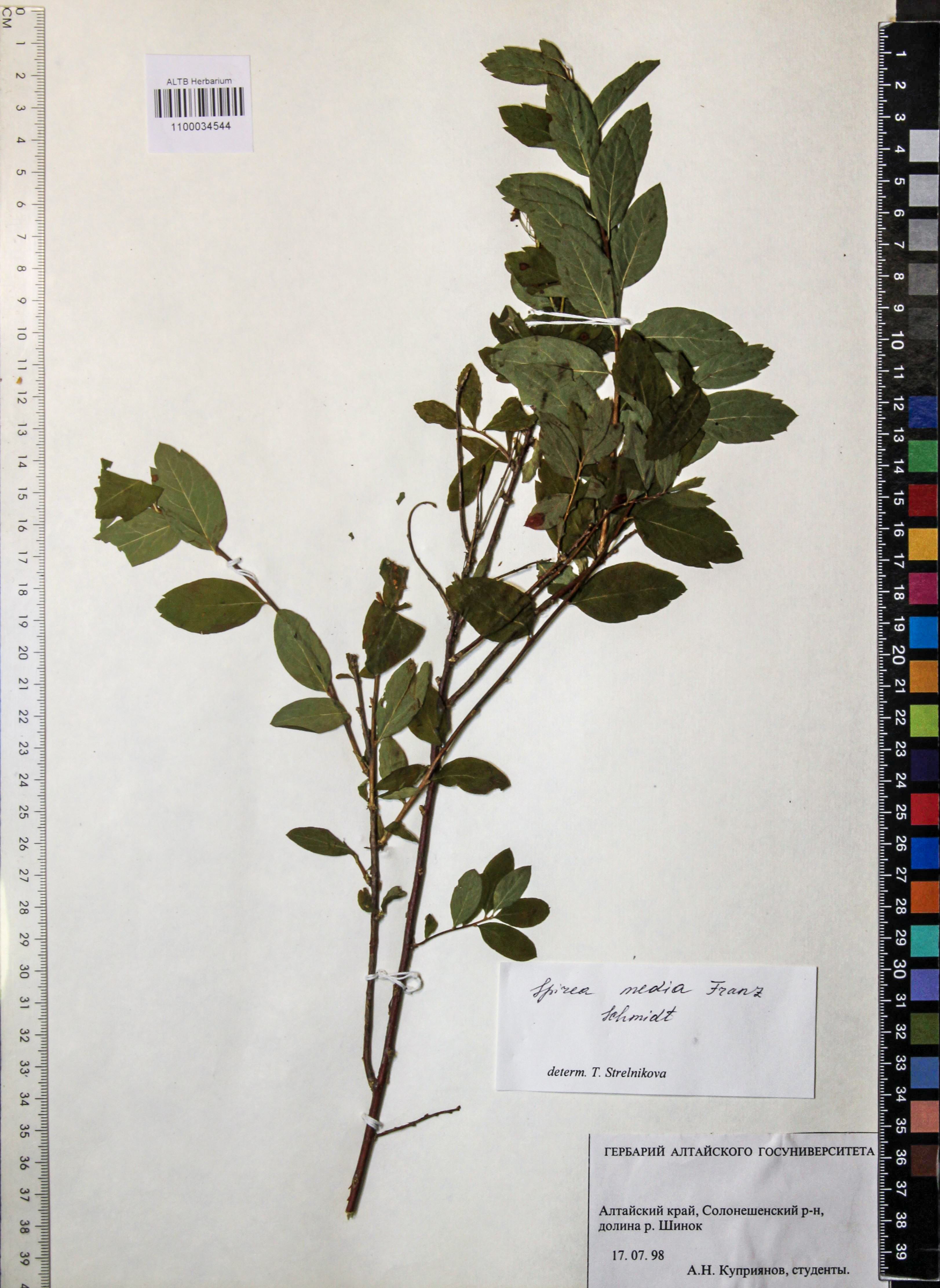 Spiraea media Schmidt