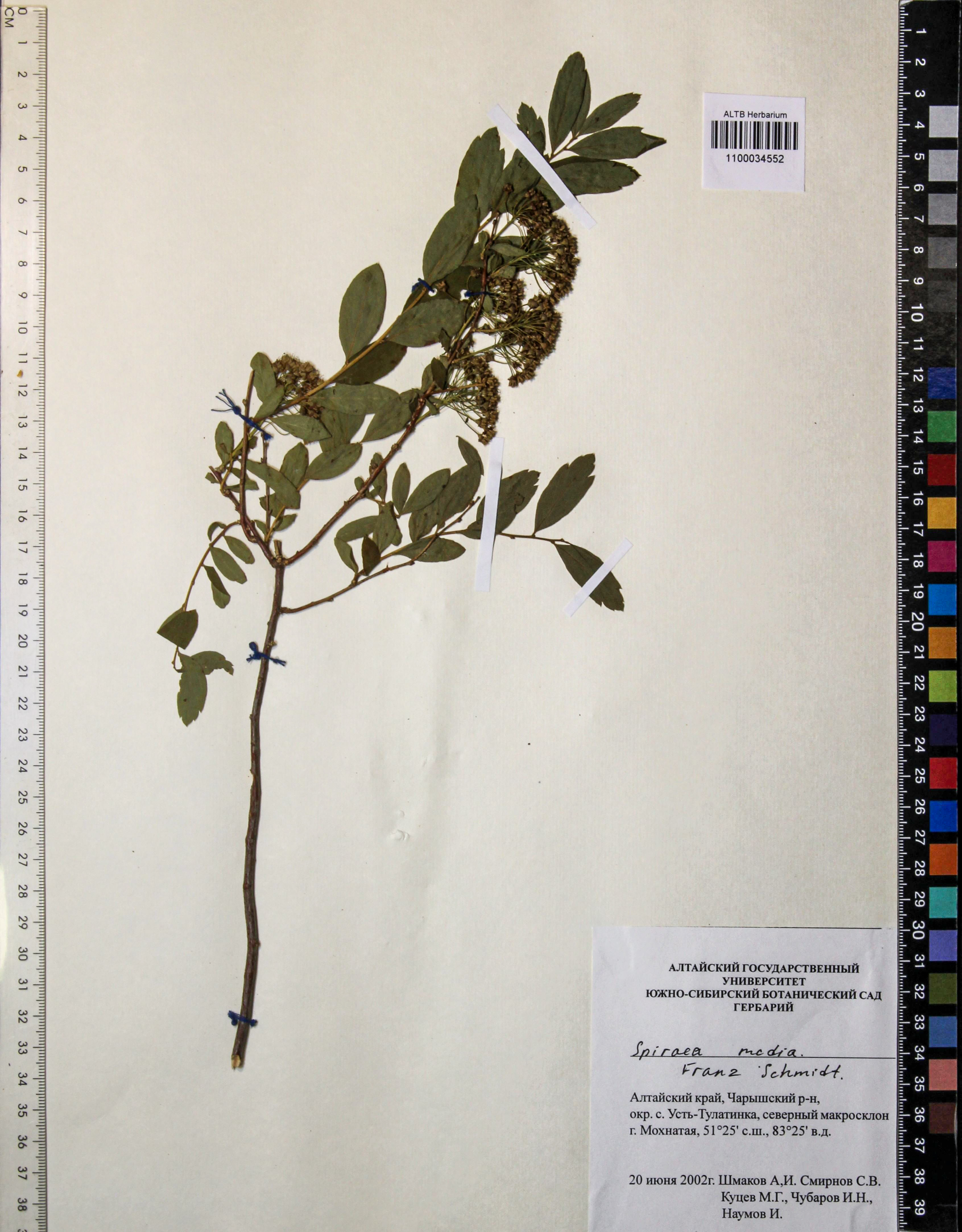 Spiraea media Schmidt