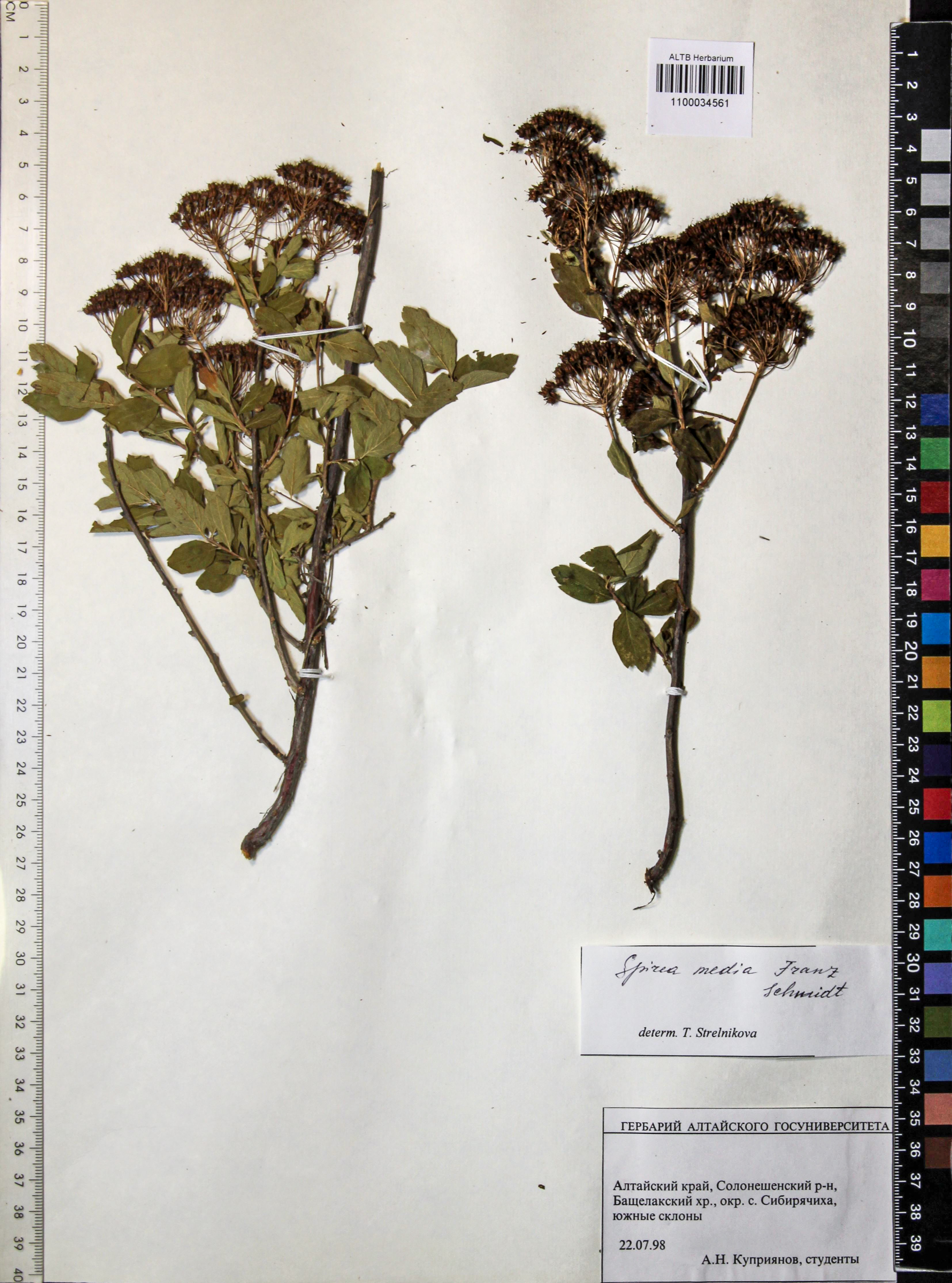 Spiraea media Schmidt