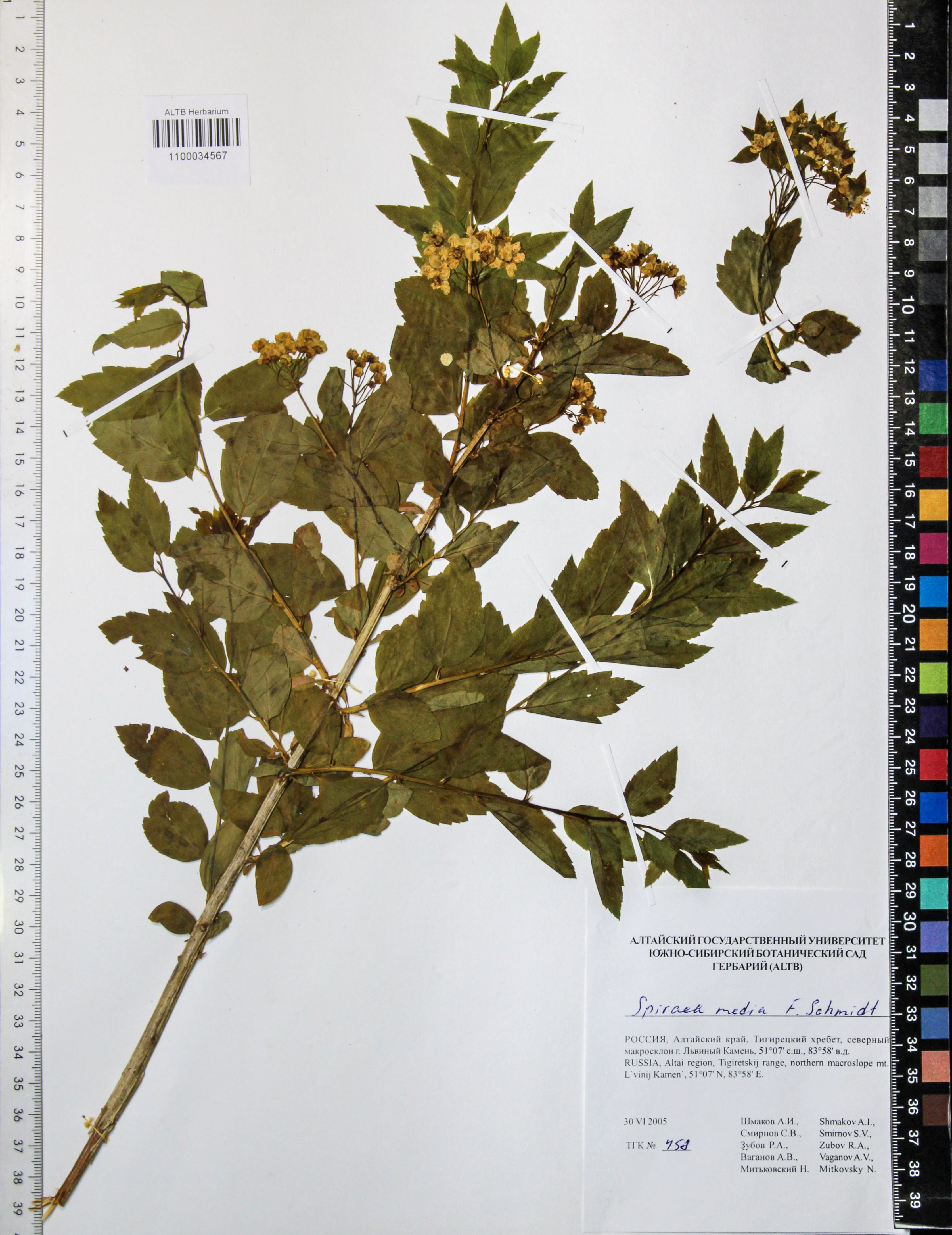 Spiraea media Schmidt