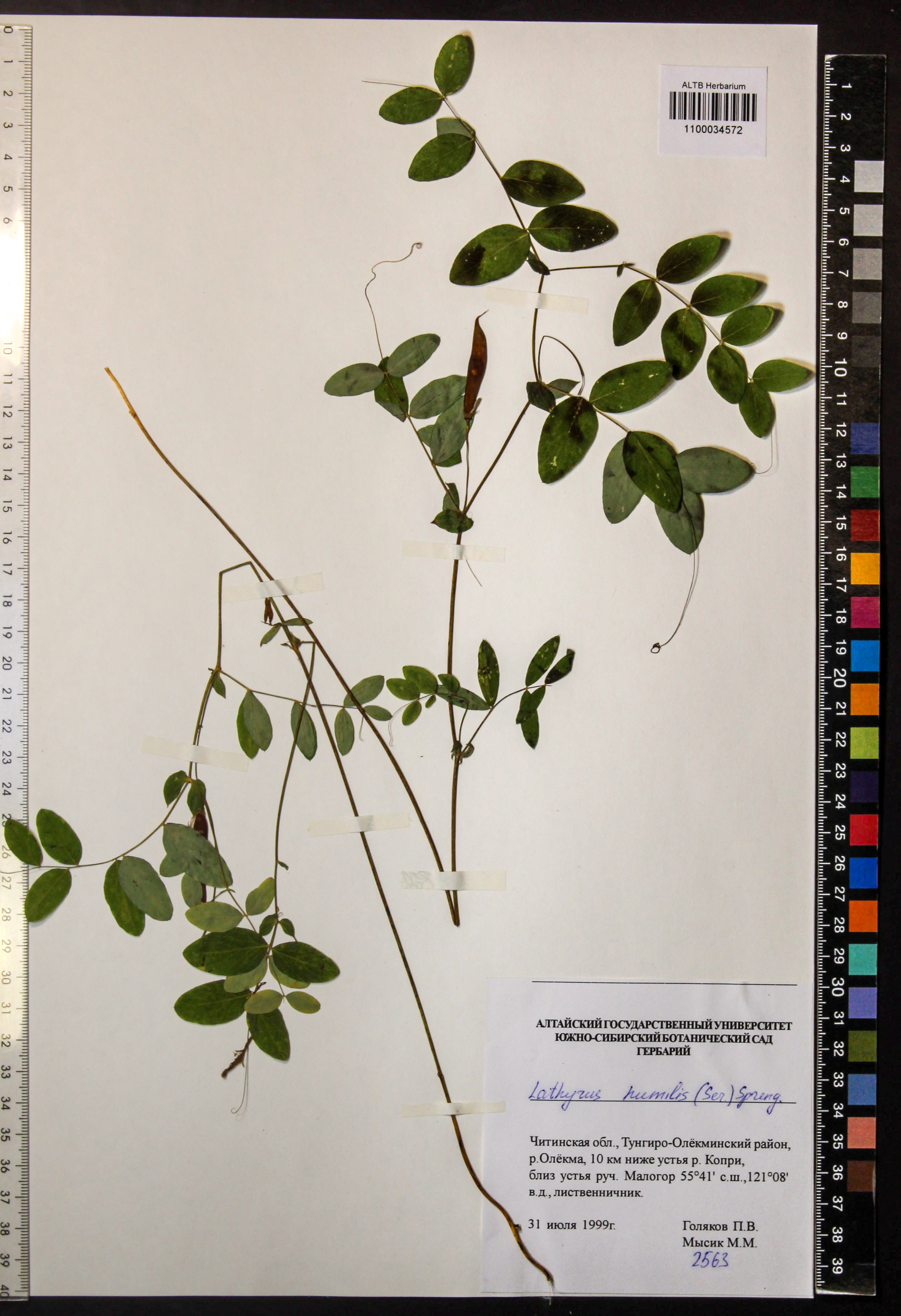 Lathyrus humilis (Ser.) Fisch. ex Spreng.
