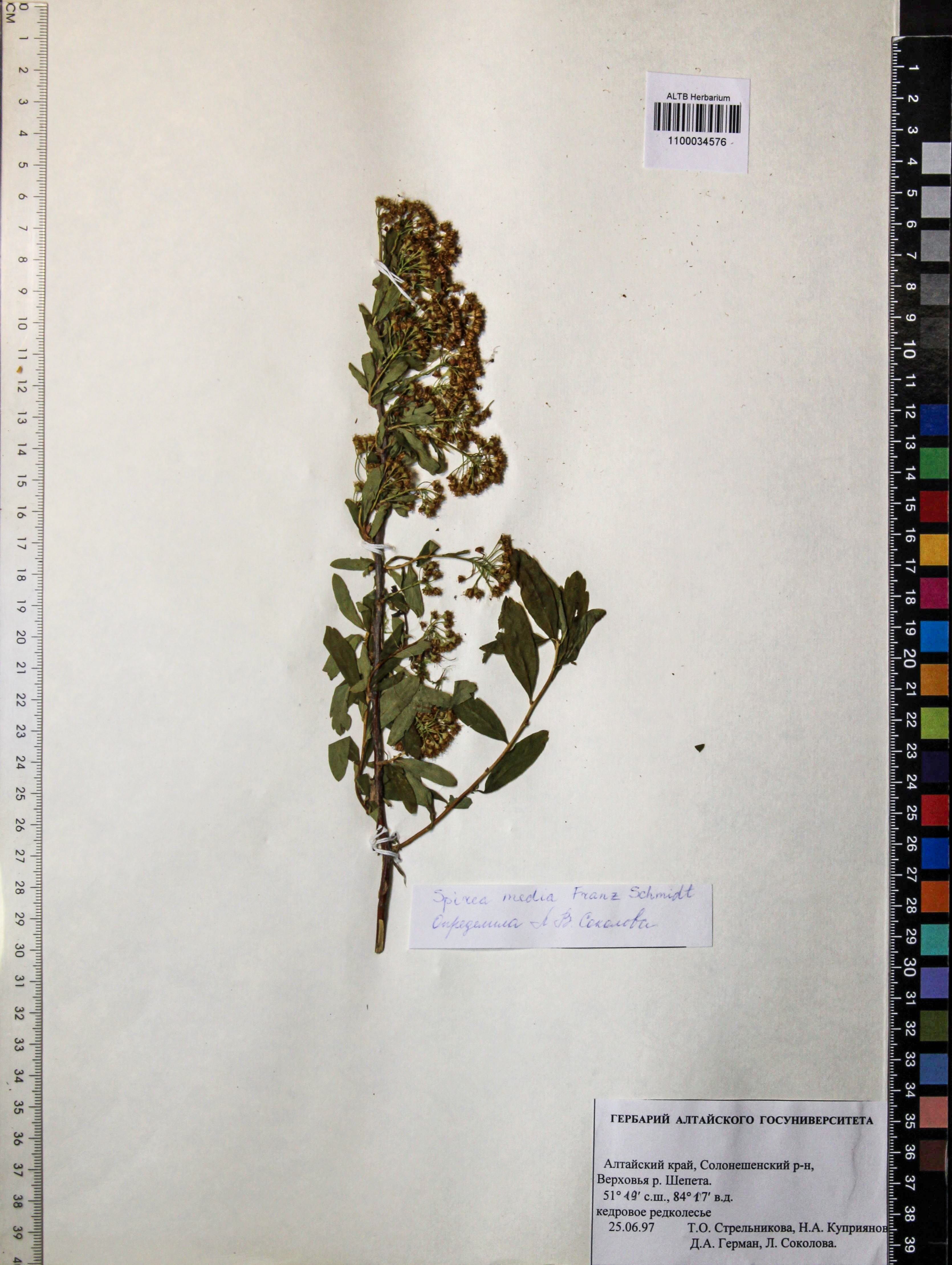 Spiraea media Schmidt