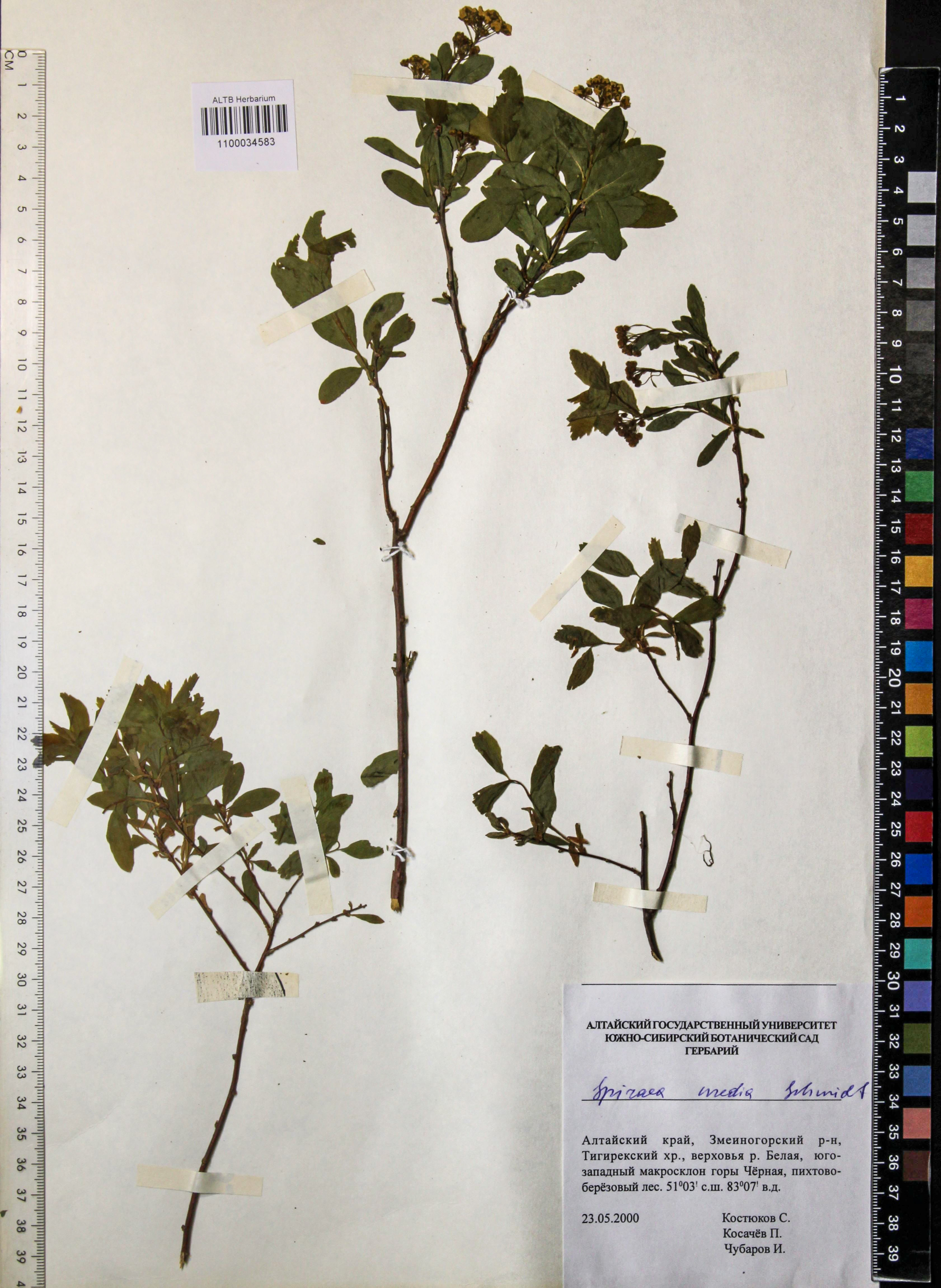 Spiraea media Schmidt