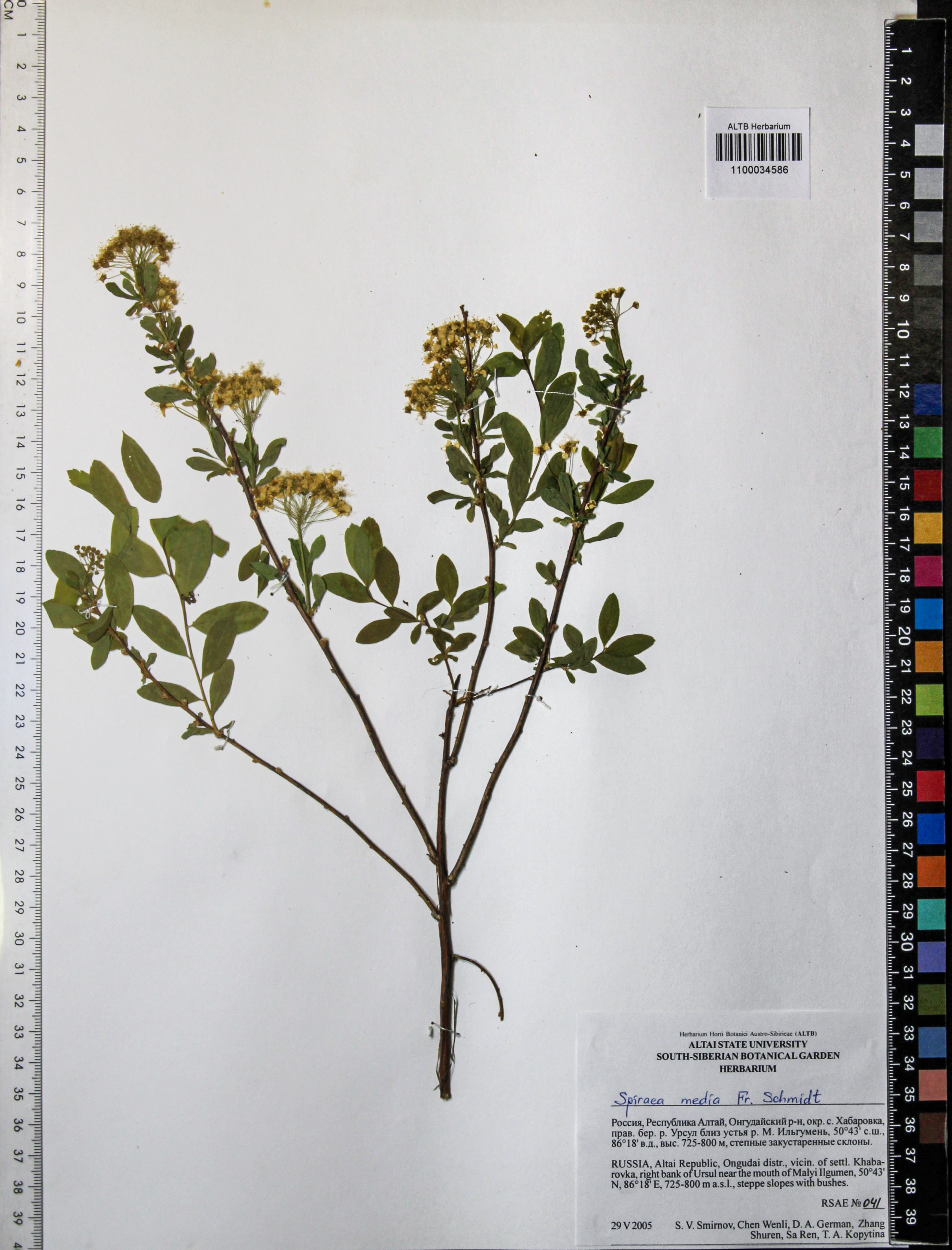 Spiraea media Schmidt