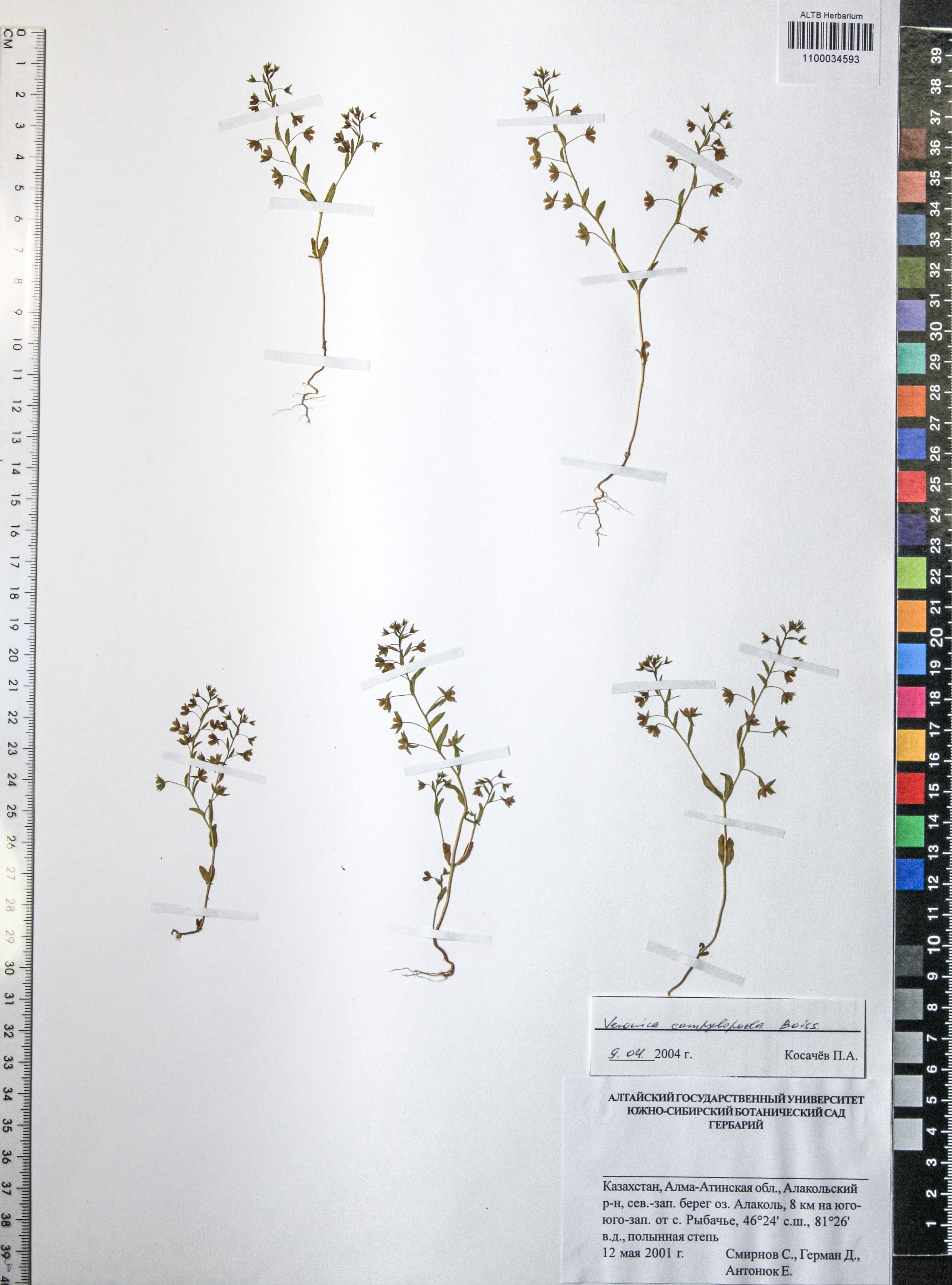 Veronica campylopoda Boiss.