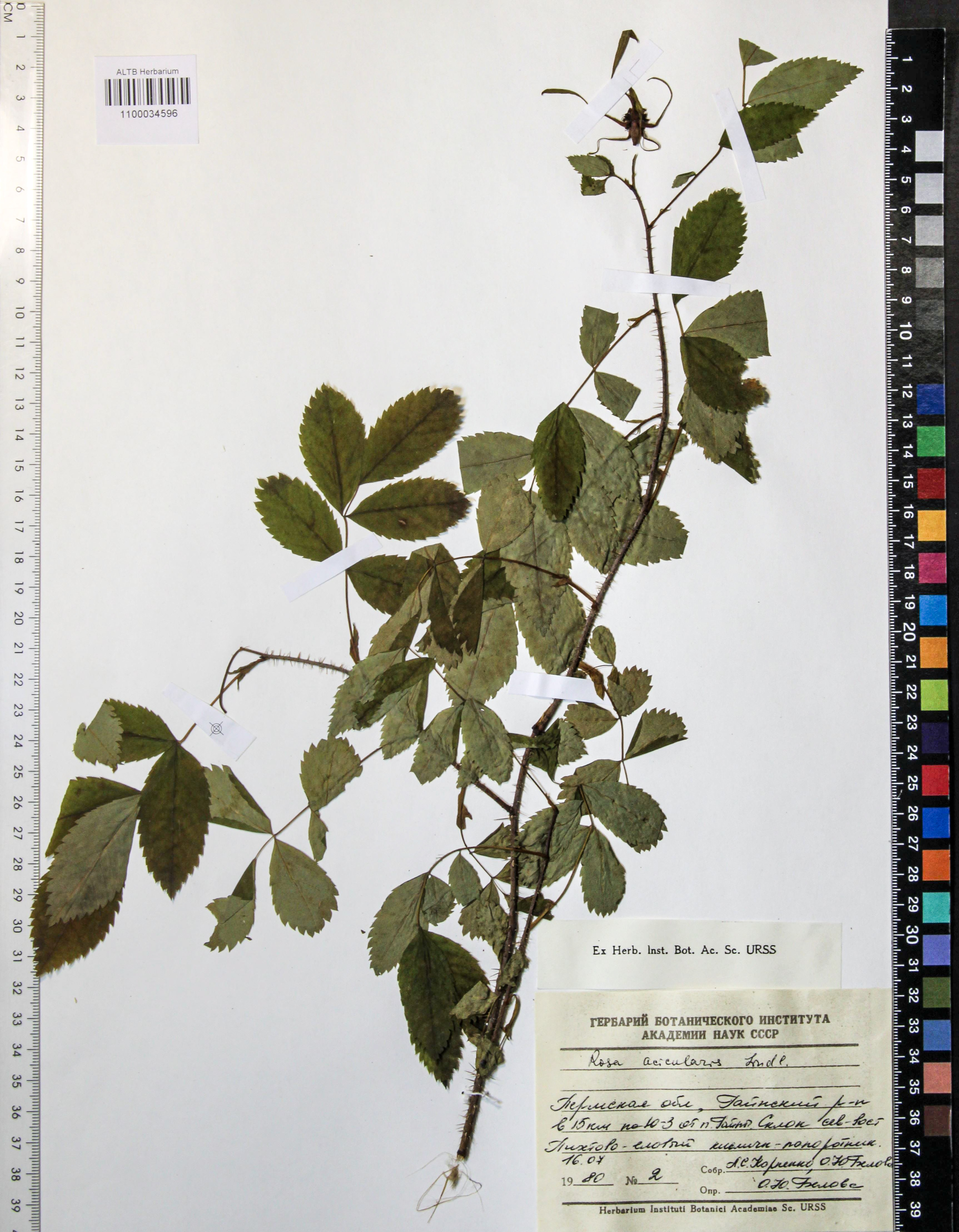 Rosa acicularis Lindl.